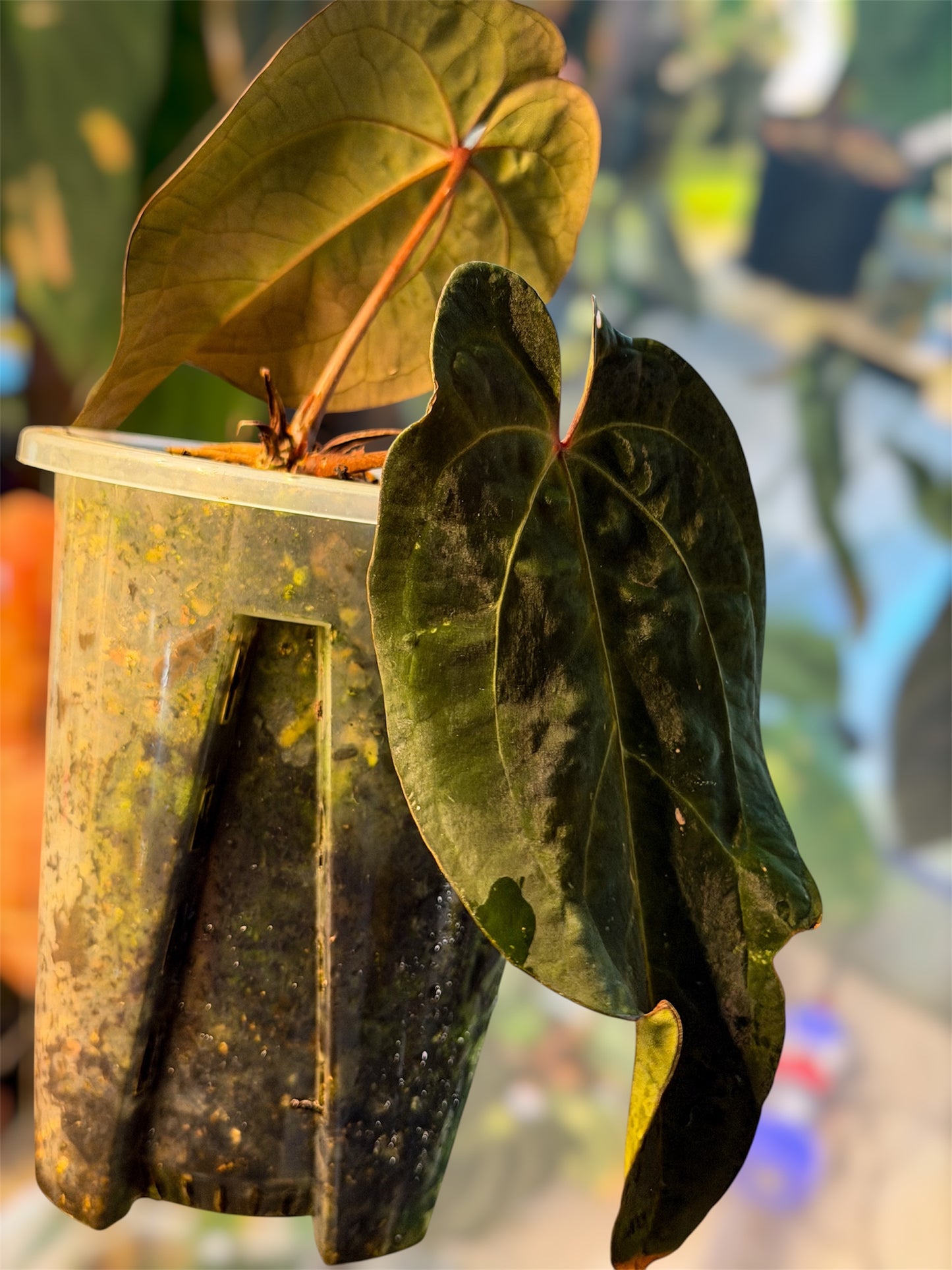 Anthurium Ace of Spades (AOS) – Tezula Clone 2