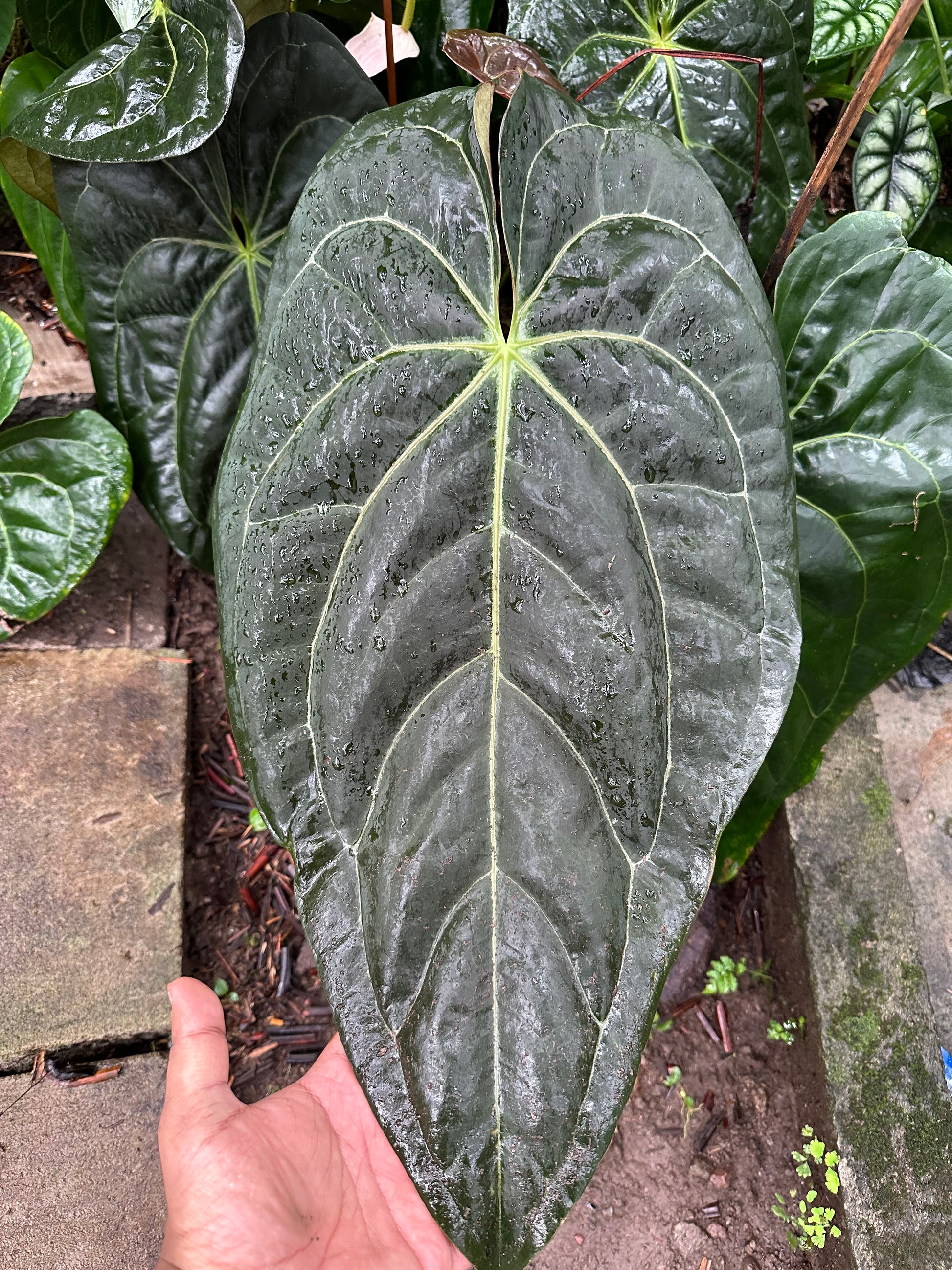 anthurium papillilaminum legend Buy Anthurium Papillilaminum X-One Online – HappiestPlants