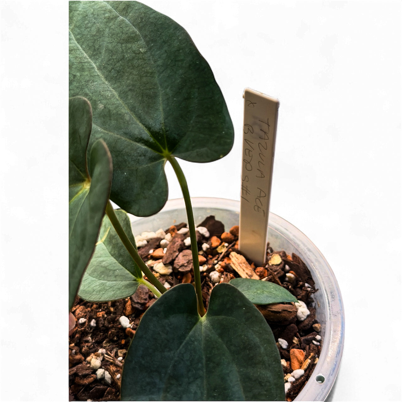 Anthurium Ace of Spades (Tezula) × BVEP