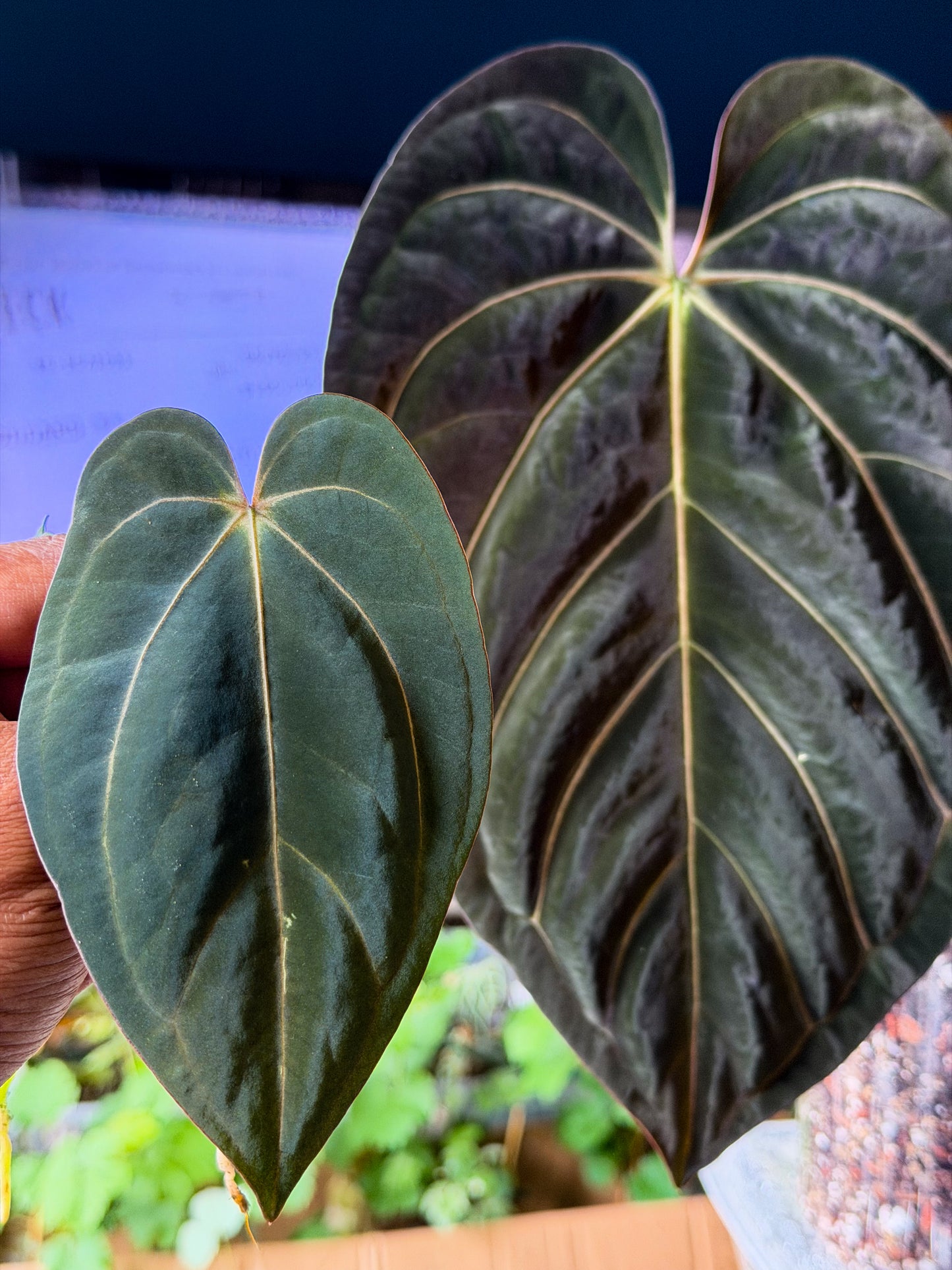 Anthurium Carlablackiae x Goliath – Offset