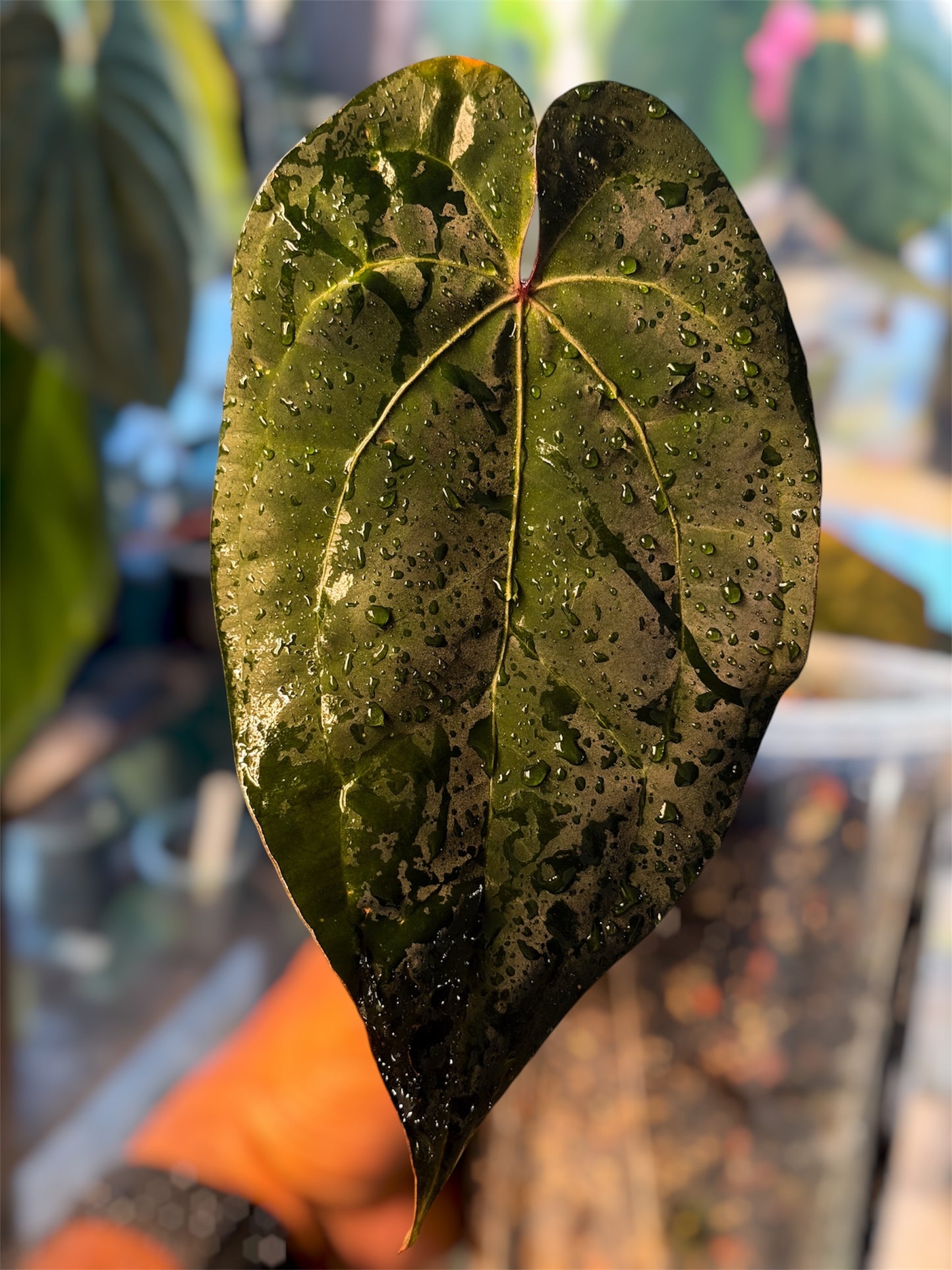 Anthurium Ace of Spades (AOS) – Tezula Clone