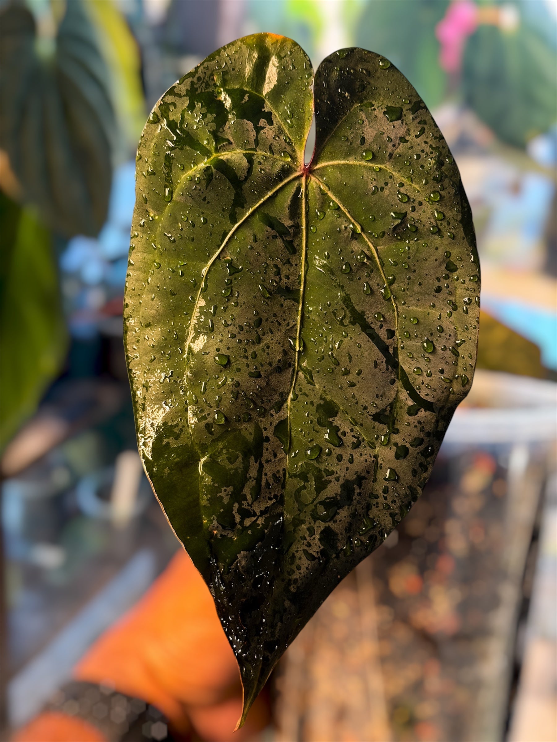Anthurium Ace of Spades (AOS) – Tezula Clone