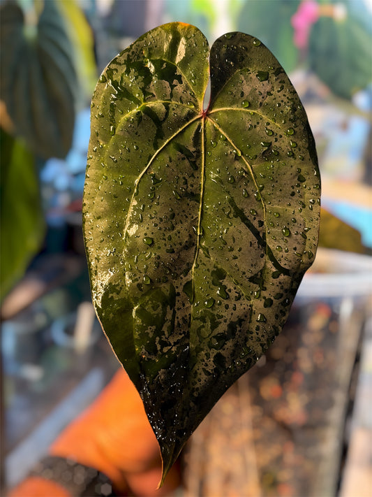 Anthurium Ace of Spades (AOS) – Tezula Clone