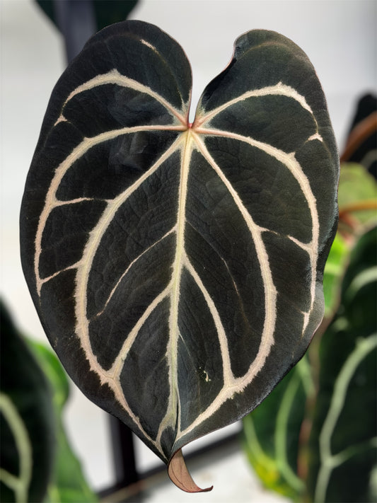 Anthurium Carlablackiae OG4 (S2)