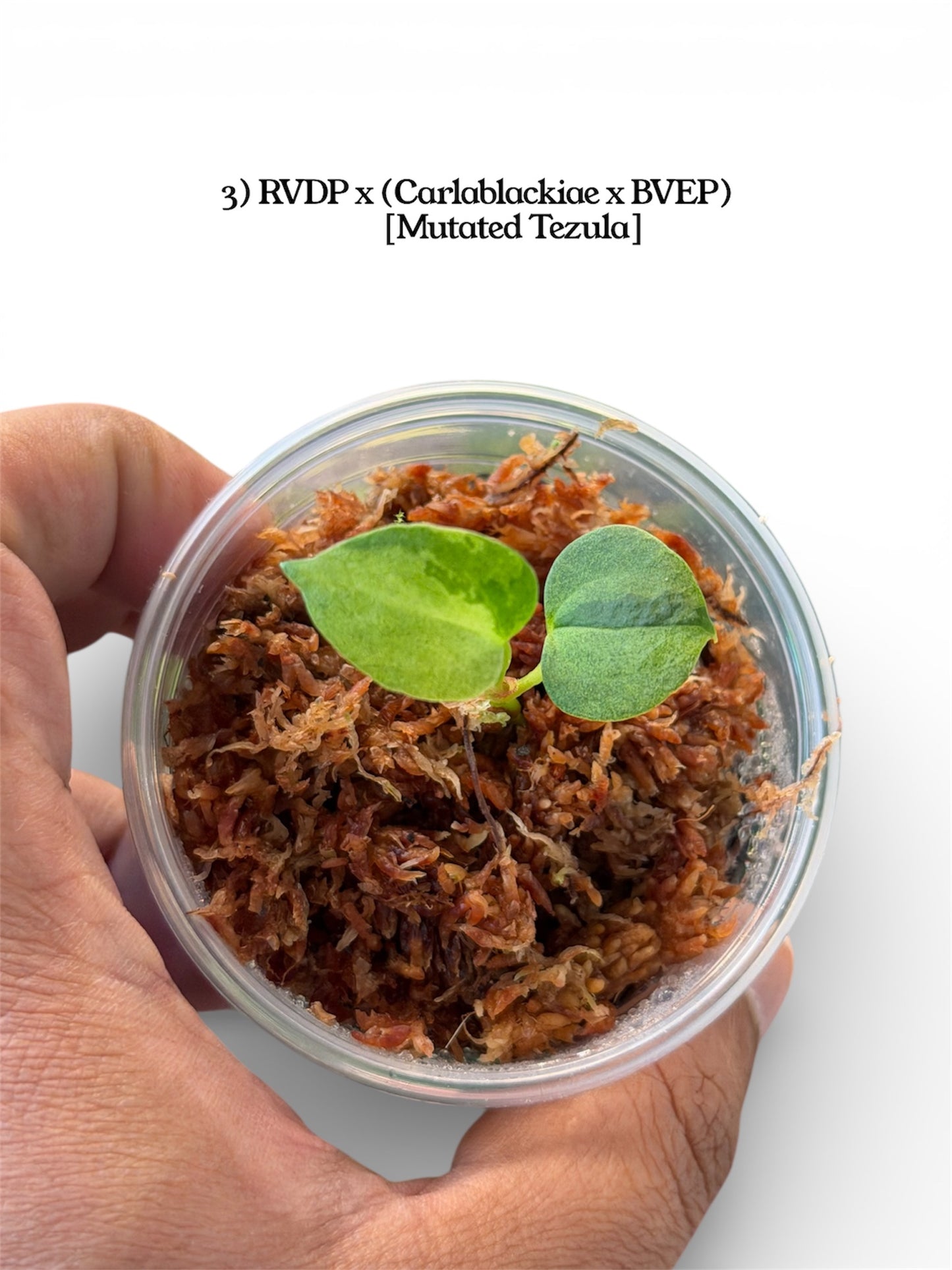 Anthurium Variegated Seedlings