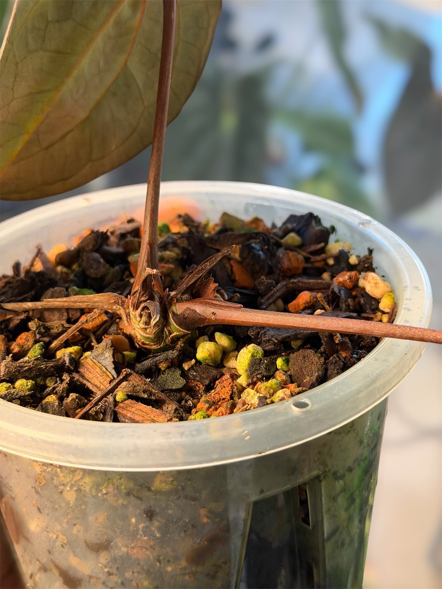 Anthurium Ace of Spades (AOS) – Tezula Clone 2