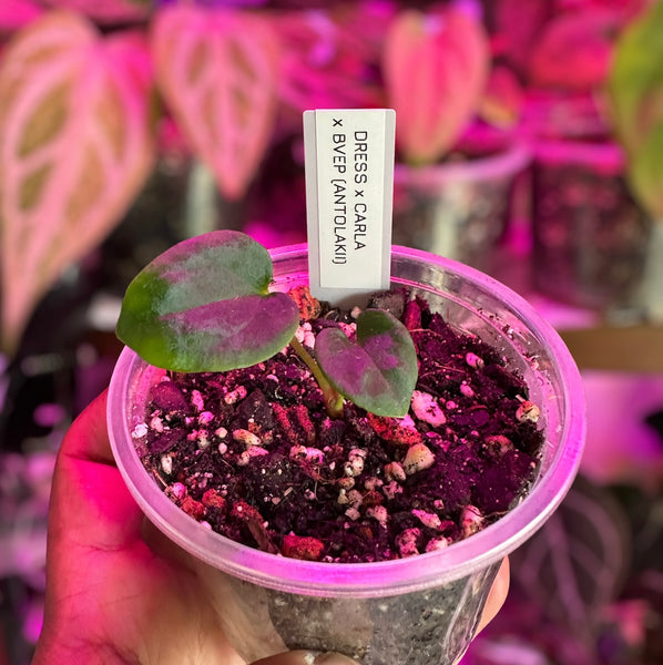 Anthurium Dressleri x Carlablackiae X BVEP Seedlings For Sale