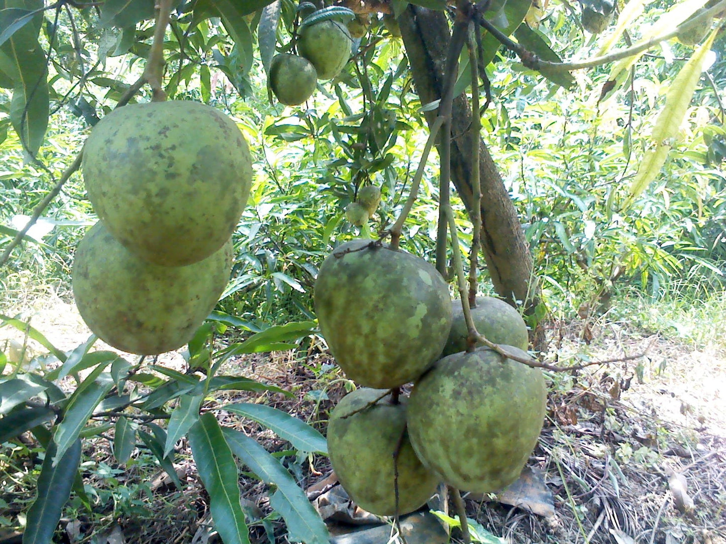 All Other Mango Live Plants (Mangifera indica)