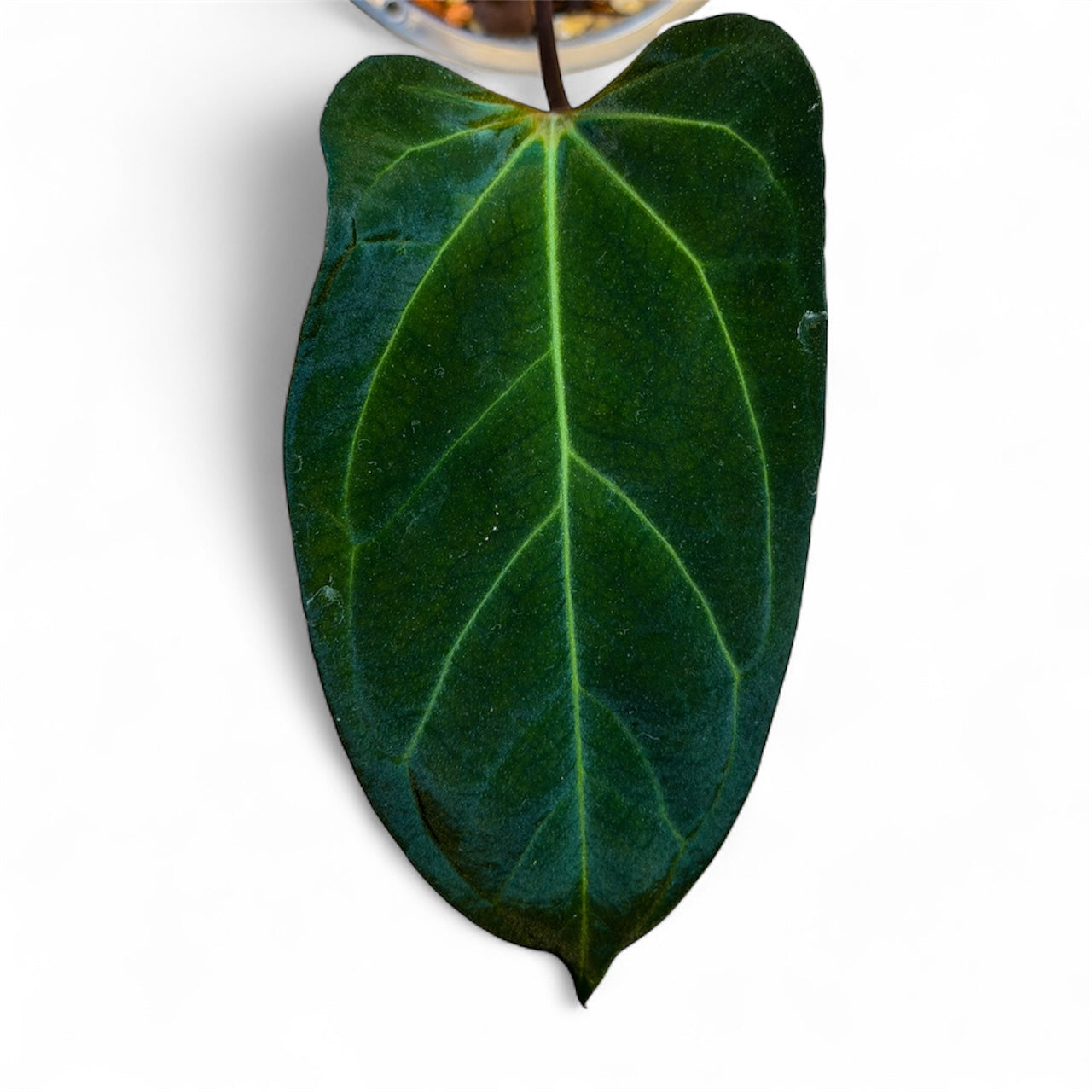 Anthurium Besseae aff x Portillae Dorito (by Rory Antolok)