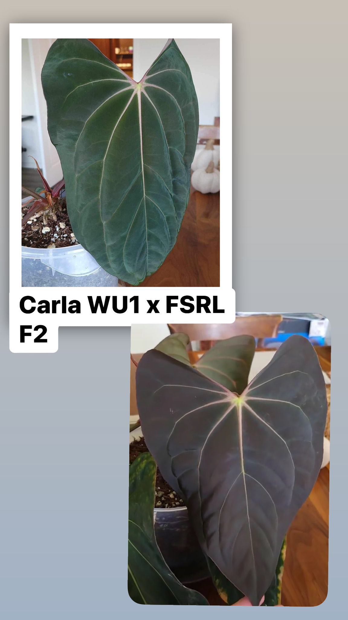 Anthurium Carlablackiae WU1 x FSRL F2