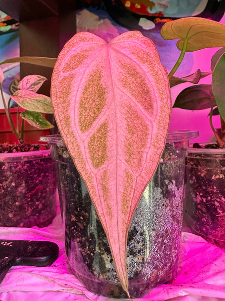 Variegated Anthurium - NO ID – HappiestPlants