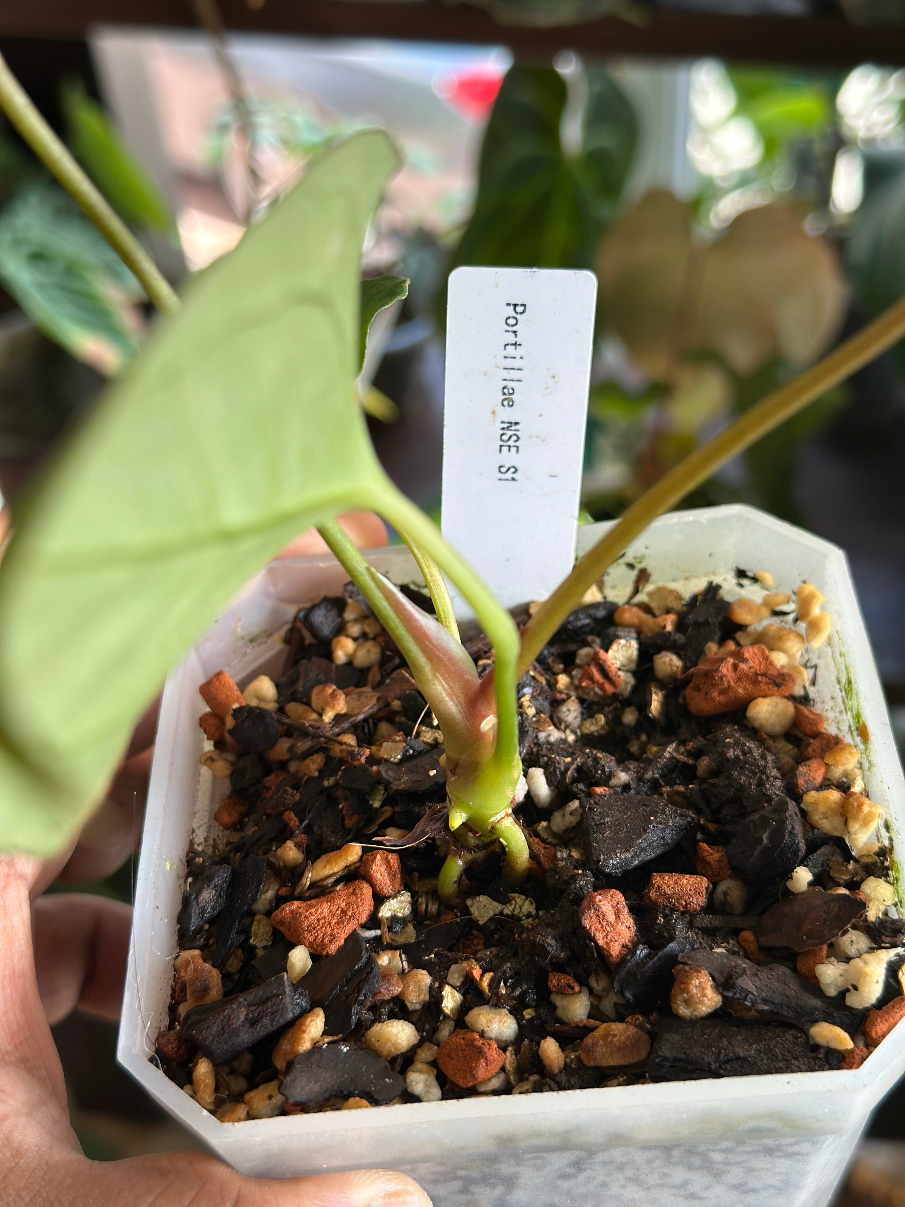 Anthurium Portillae S1 (NSE) – HappiestPlants