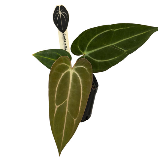 Anthurium Carlablackiae (Round x GPH-001) x (BVEP x Carlablackiae)