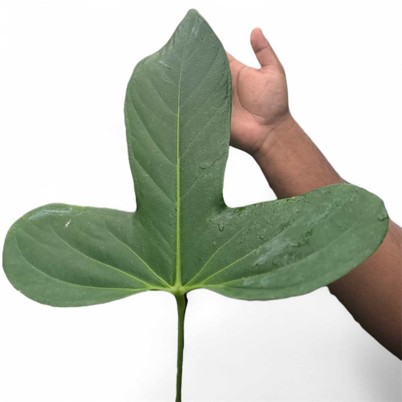 Anthurium Portillae x Rotundatum (by Rory Antolak)