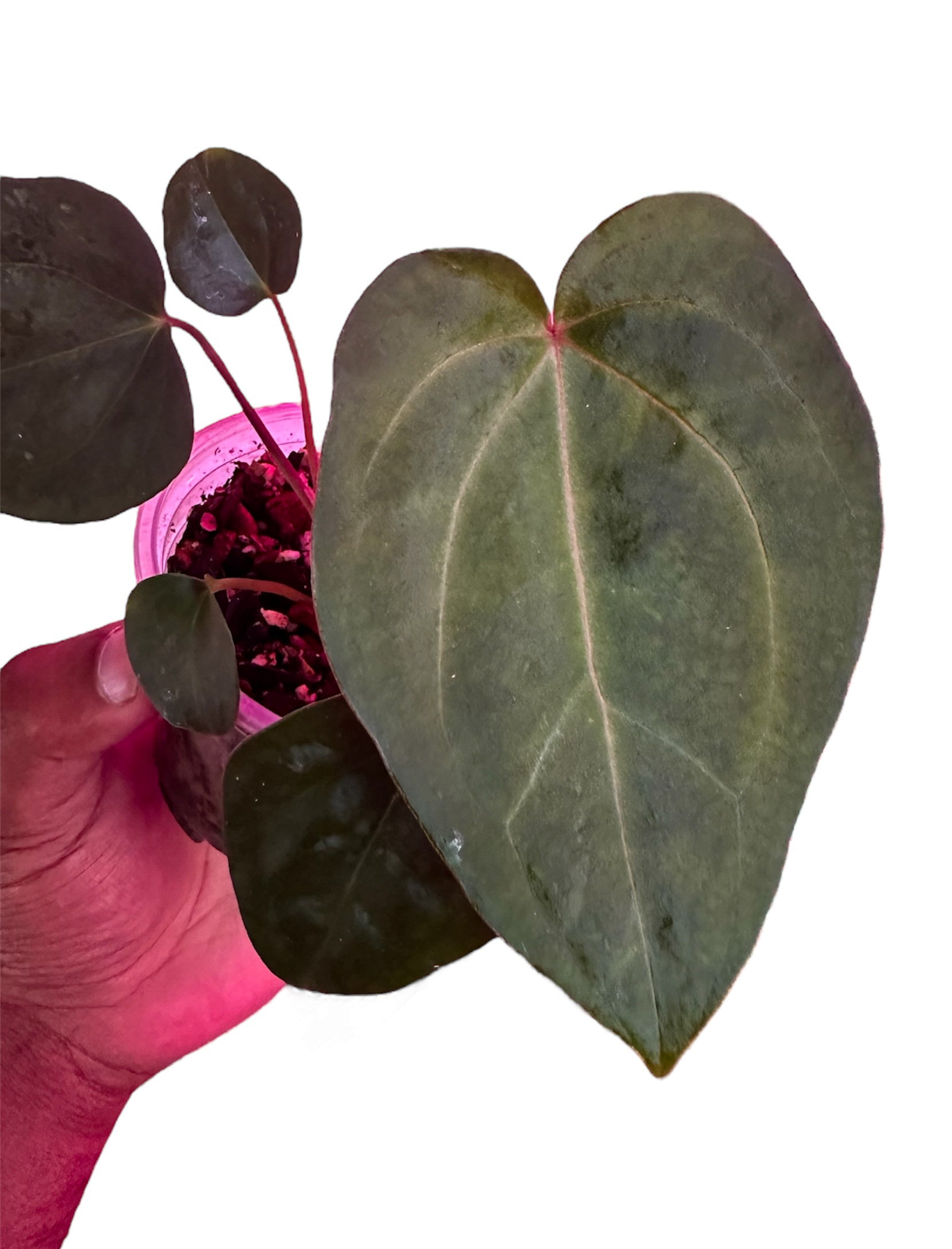 Anthurium Carlablackiae x BVEP X Code Red