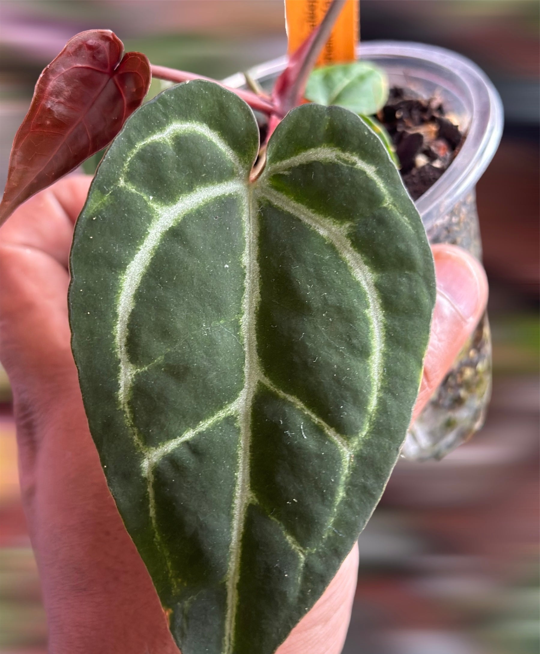 mikasa anthurium Anthurium Ace of Spades (AOS) x MxZ – HappiestPlants