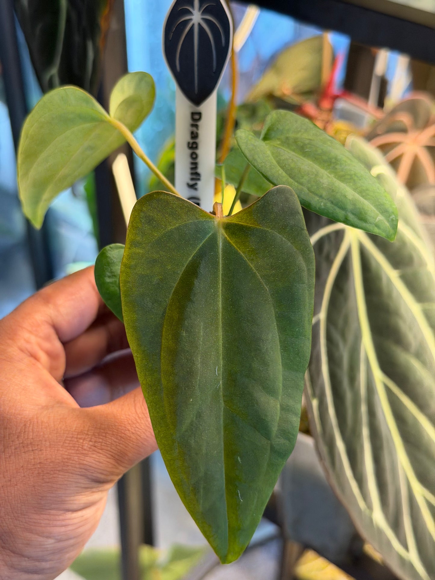 Anthurium Dragonfly (Mr Worldwide x Night Dragon)