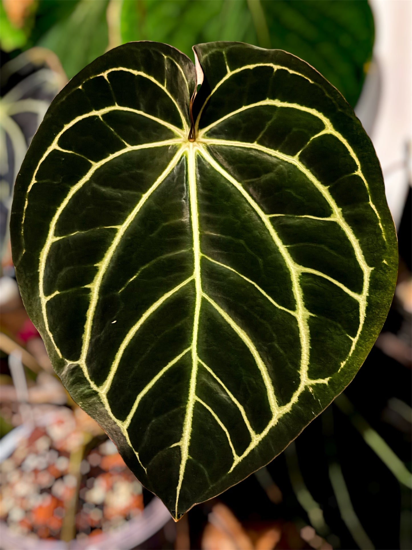 Anthurium Carlablackiae RA10 (S2)