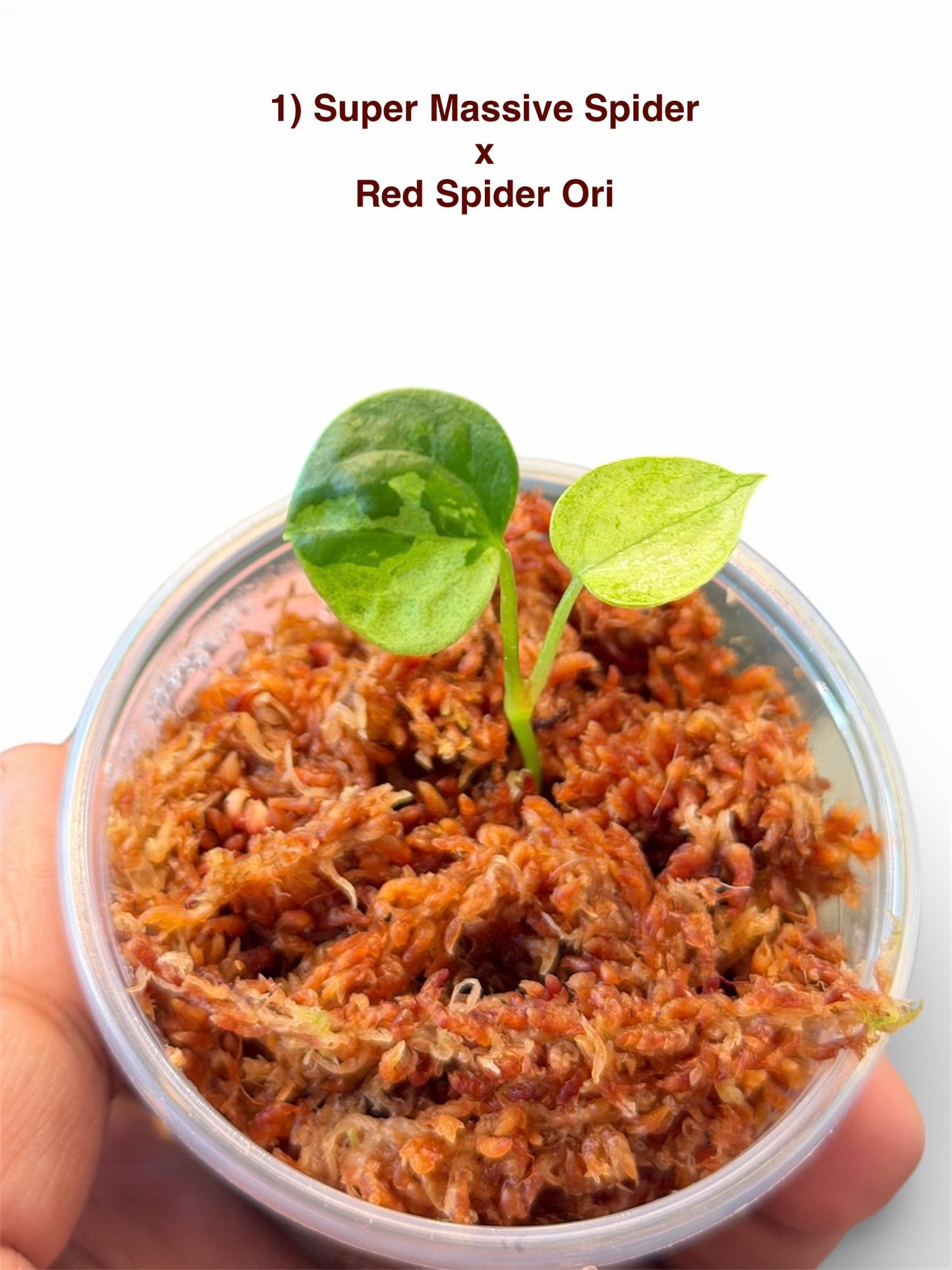 Anthurium Variegated Seedlings