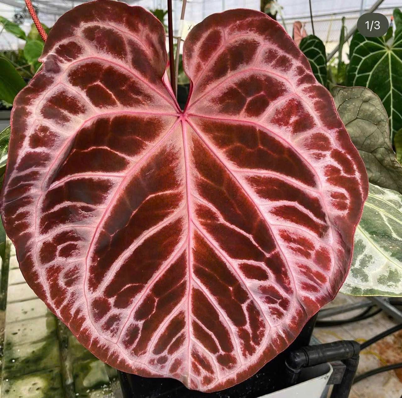 anthurium crystal Anthurium Red Crystal × Pink Lemonade – HappiestPlants