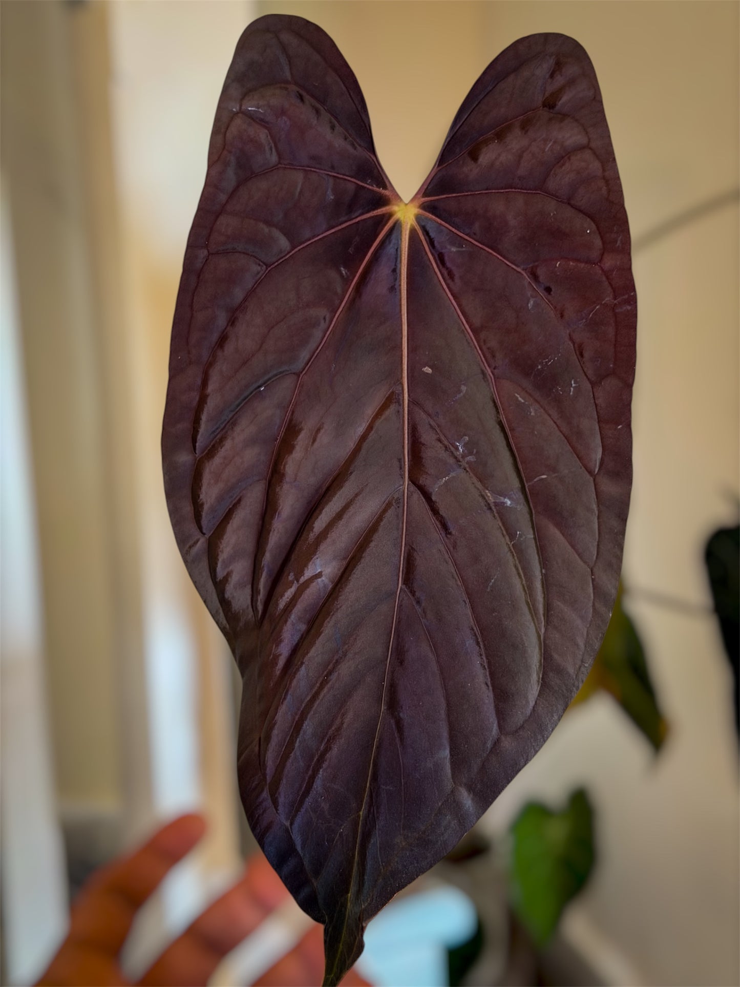 Anthurium (Pap Ree Gardens x BVEP) x Èclat Rouge