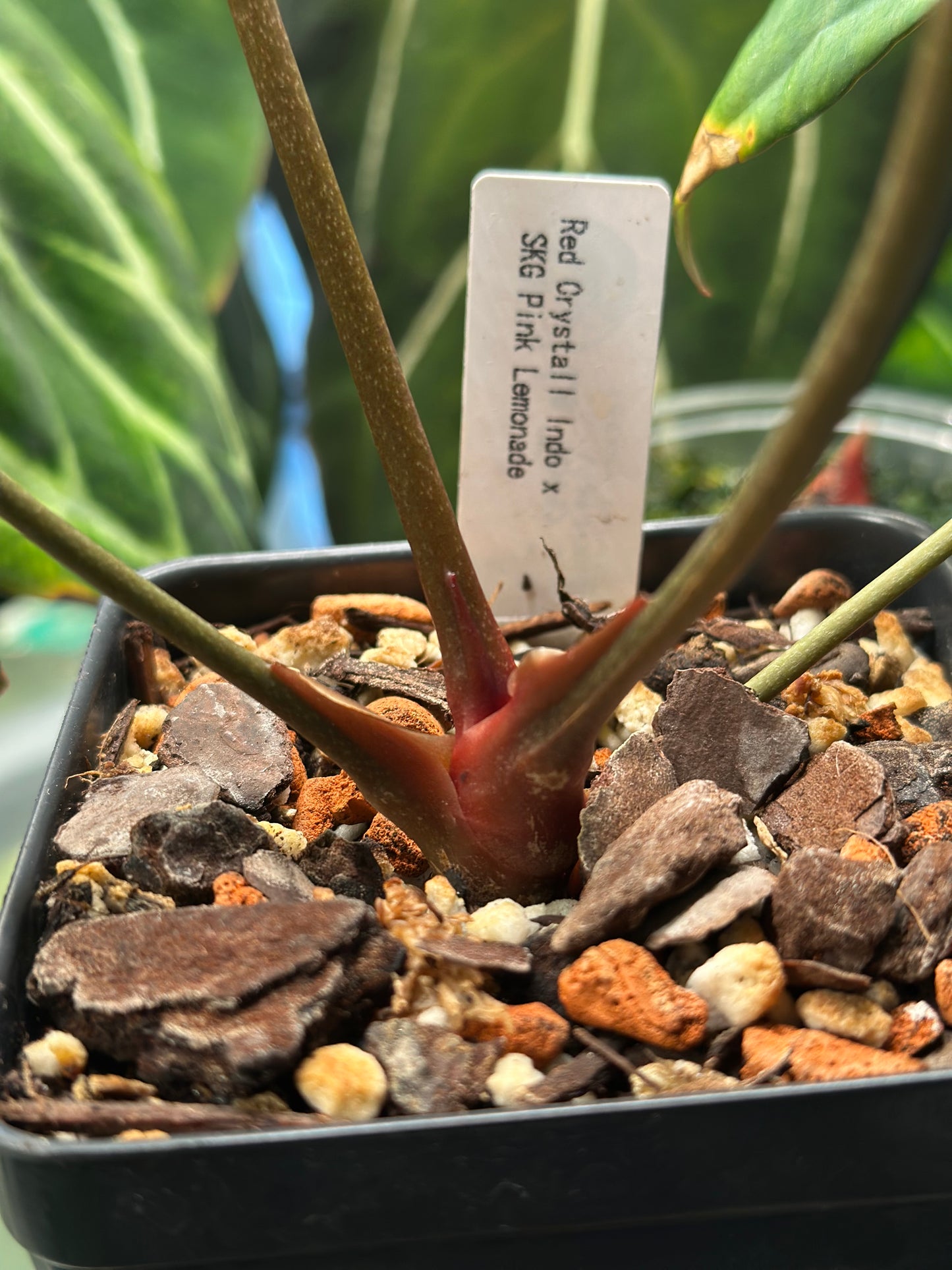 Anthurium Red Crystal (Indo) × SKG Pink Lemonade