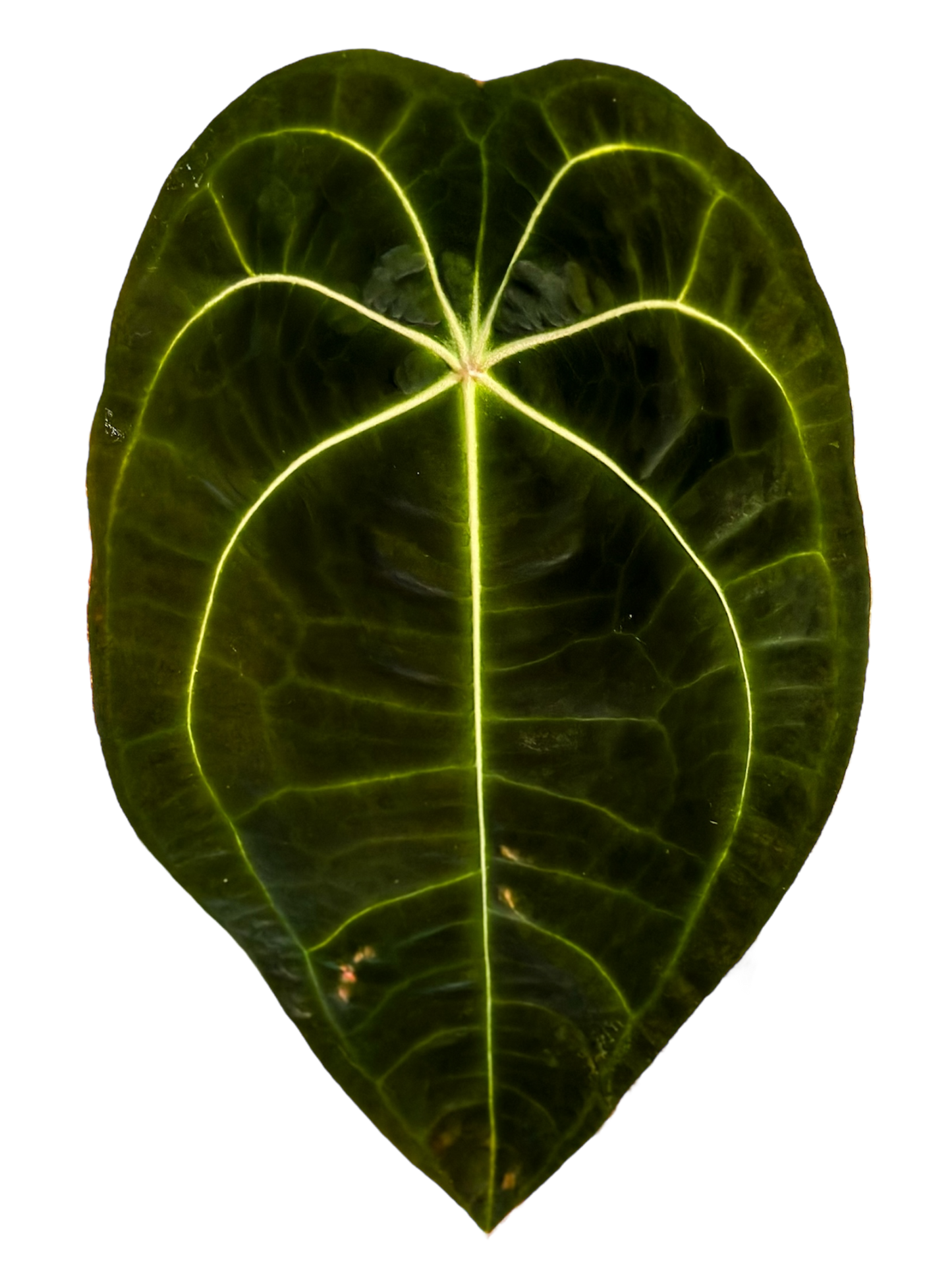 Anthurium Forgetii Dark form