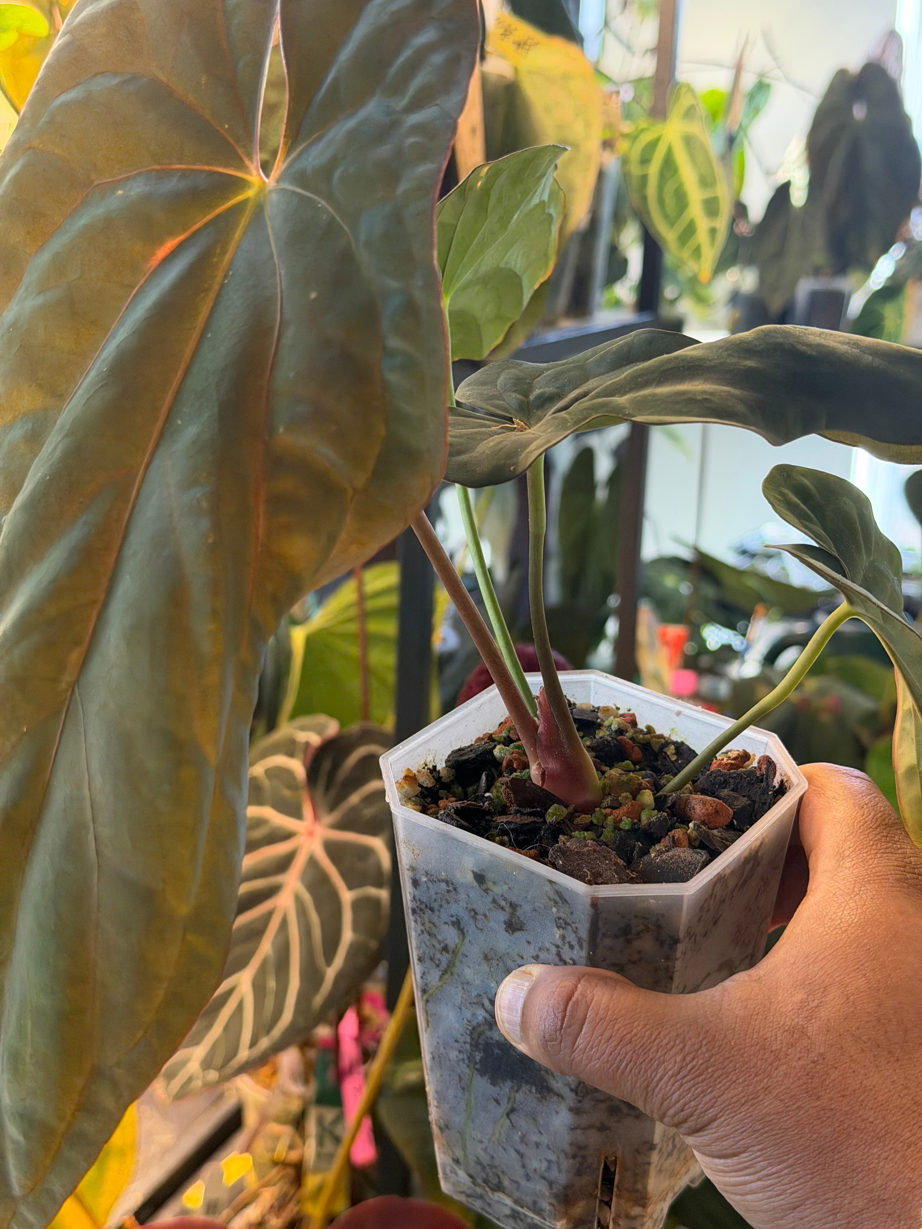 Anthurium BVEP x FSRL – Offset – HappiestPlants