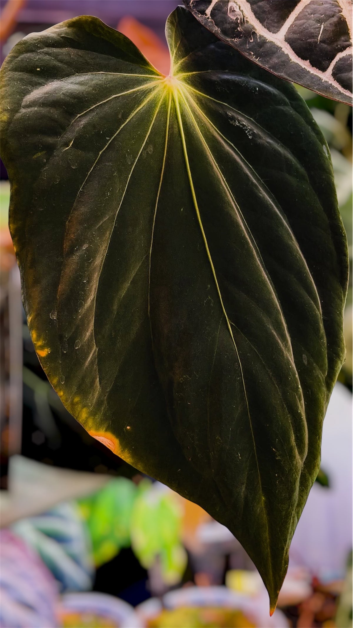Anthurium Antolakii / BVEP (RF1 x DS) x (RF x Felix)