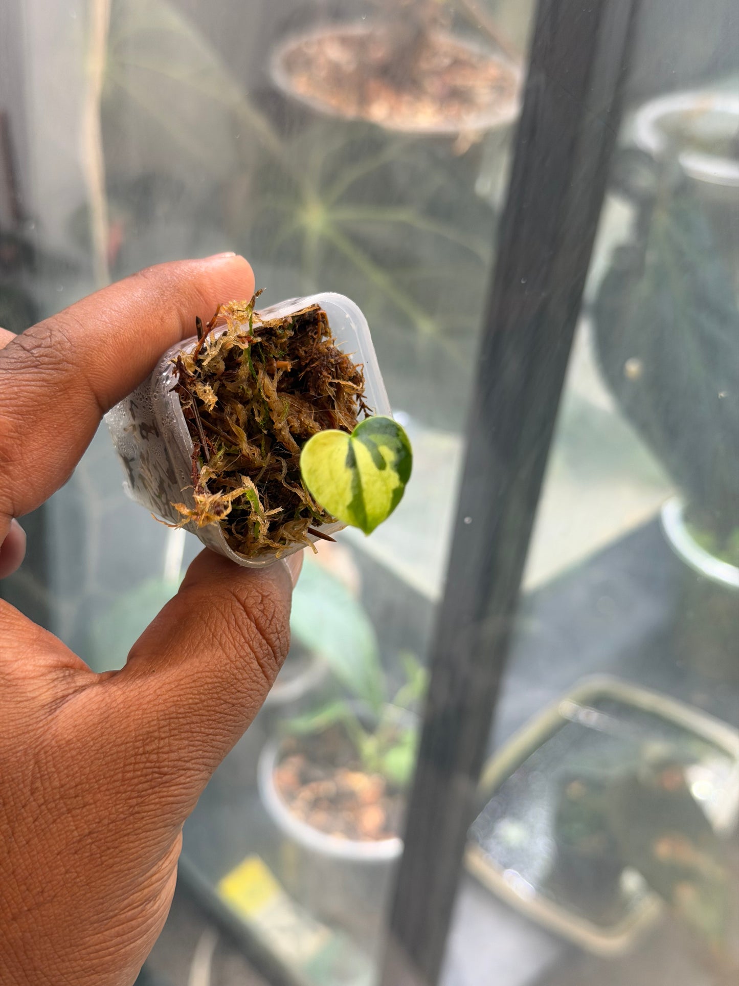 Anthurium KOS x RVDP – Variegated Seedlings