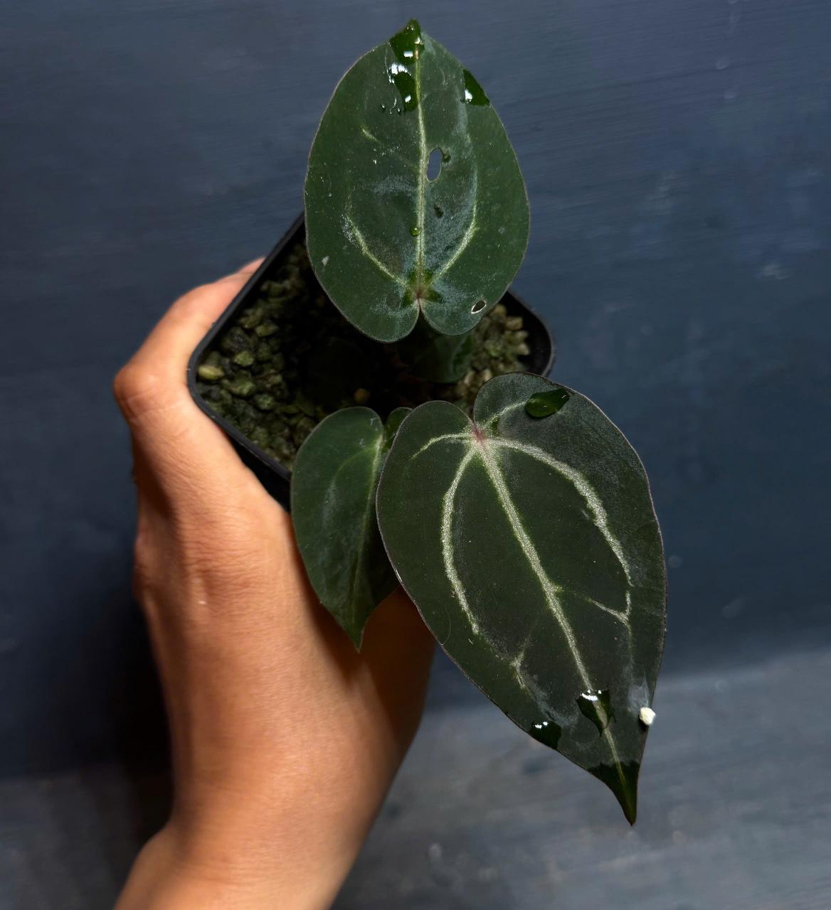 Anthurium Carla Evenstar – HappiestPlants