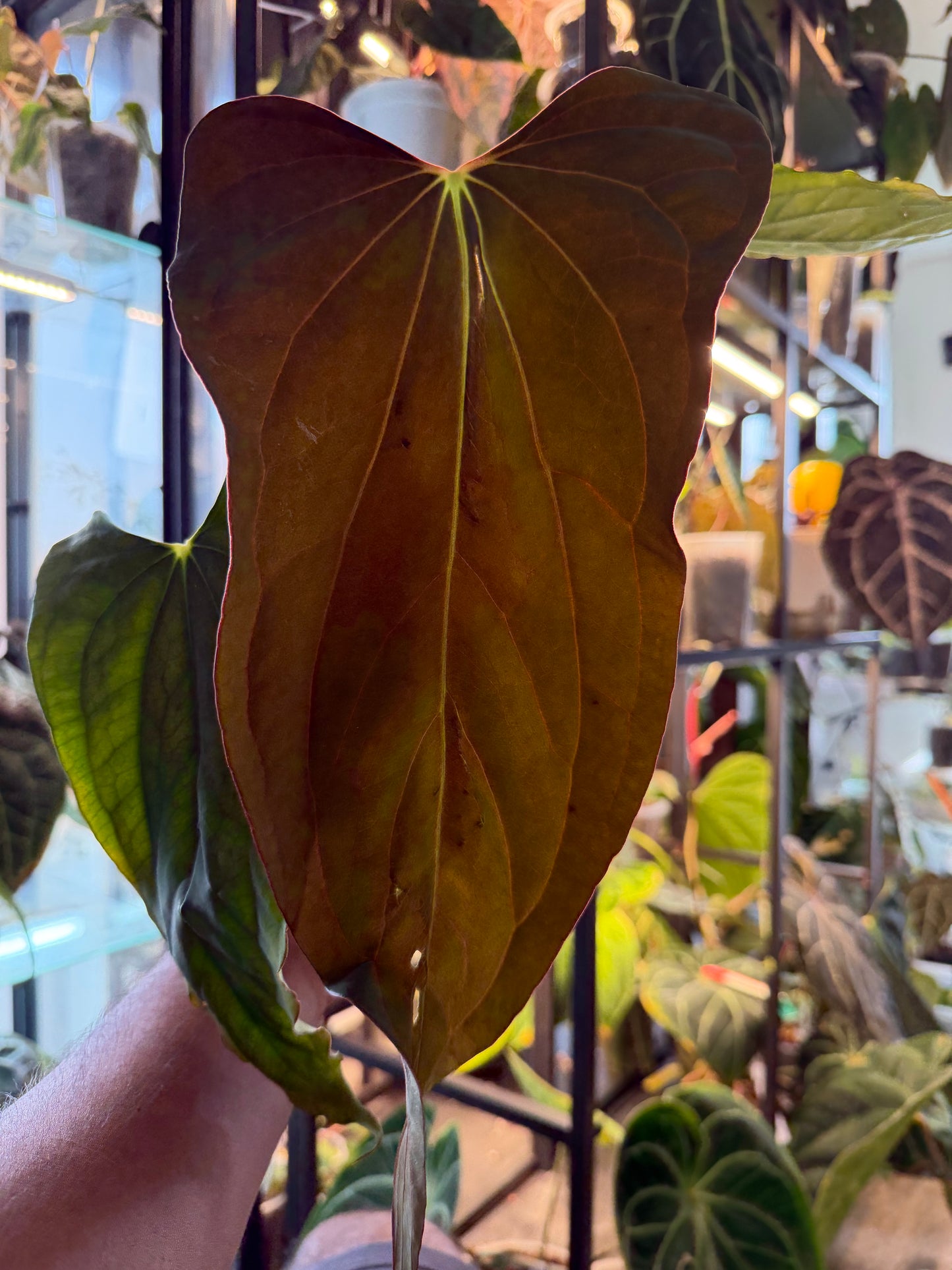 Anthurium Sp. Nov DF x BVEP RA1 – Offset 2