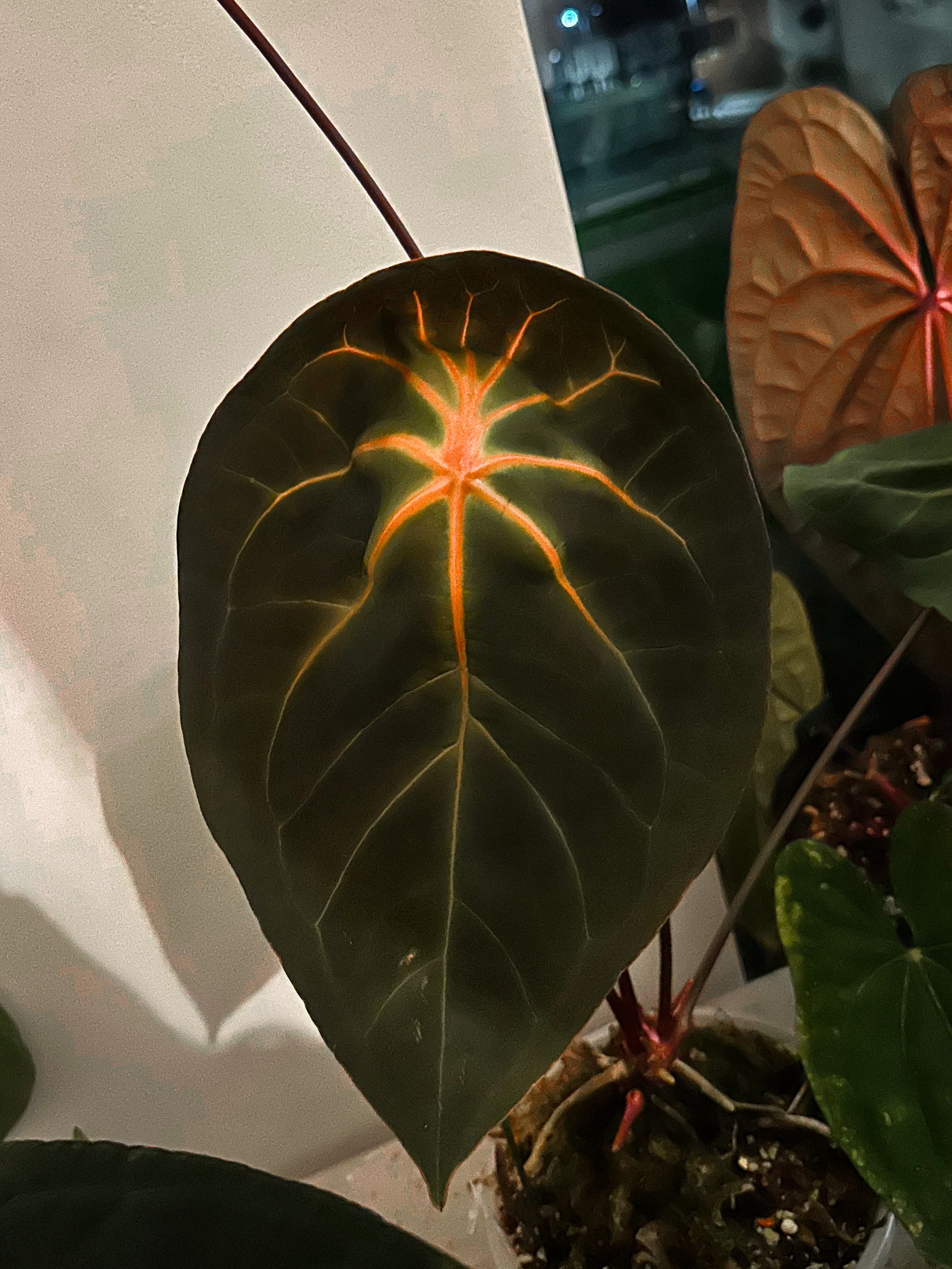 anthurium diamond dust Anthurium Dusk Ablaze × RVDP Seedlings – HappiestPlants