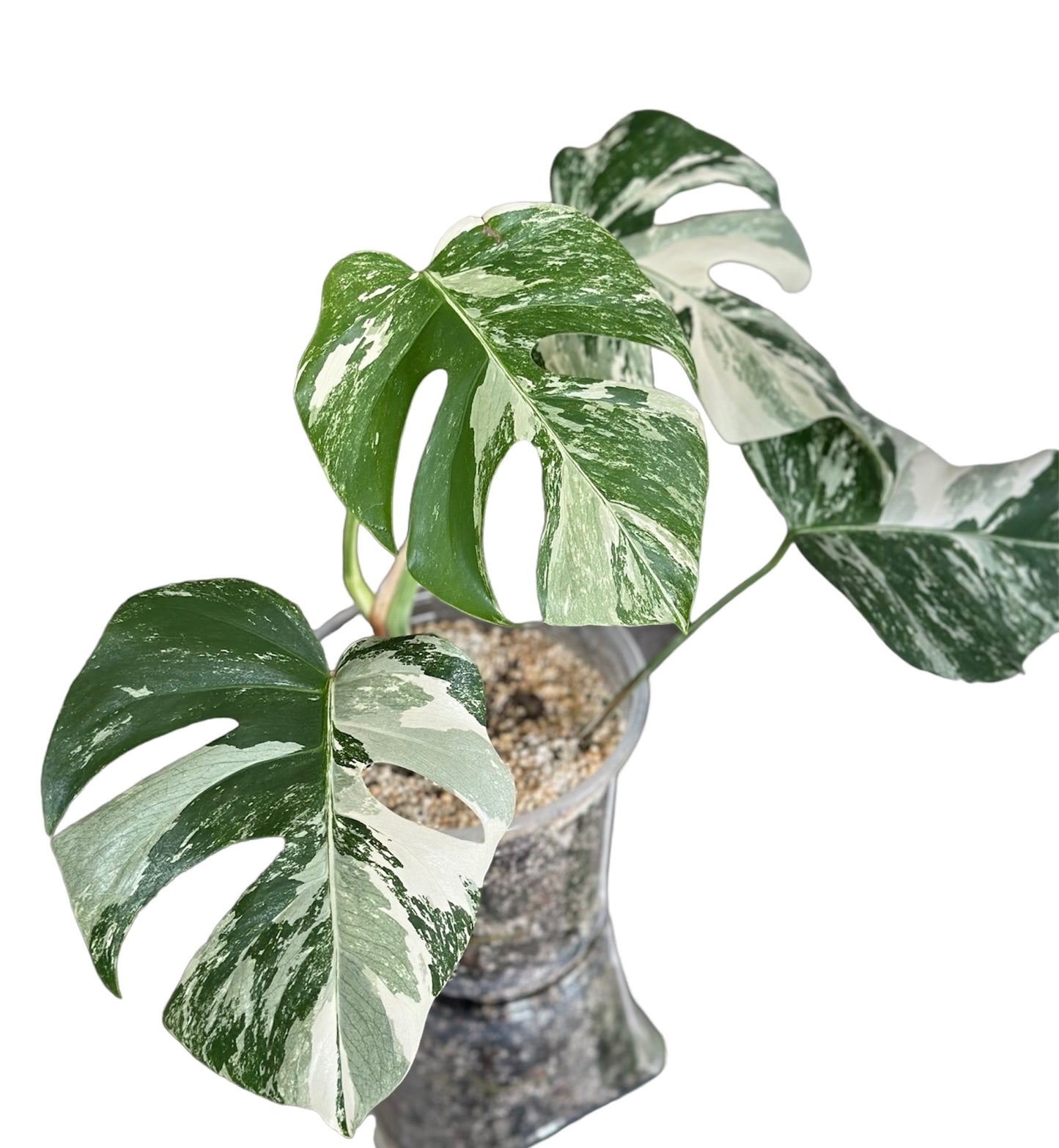 Monstera Albo Variegata Plant