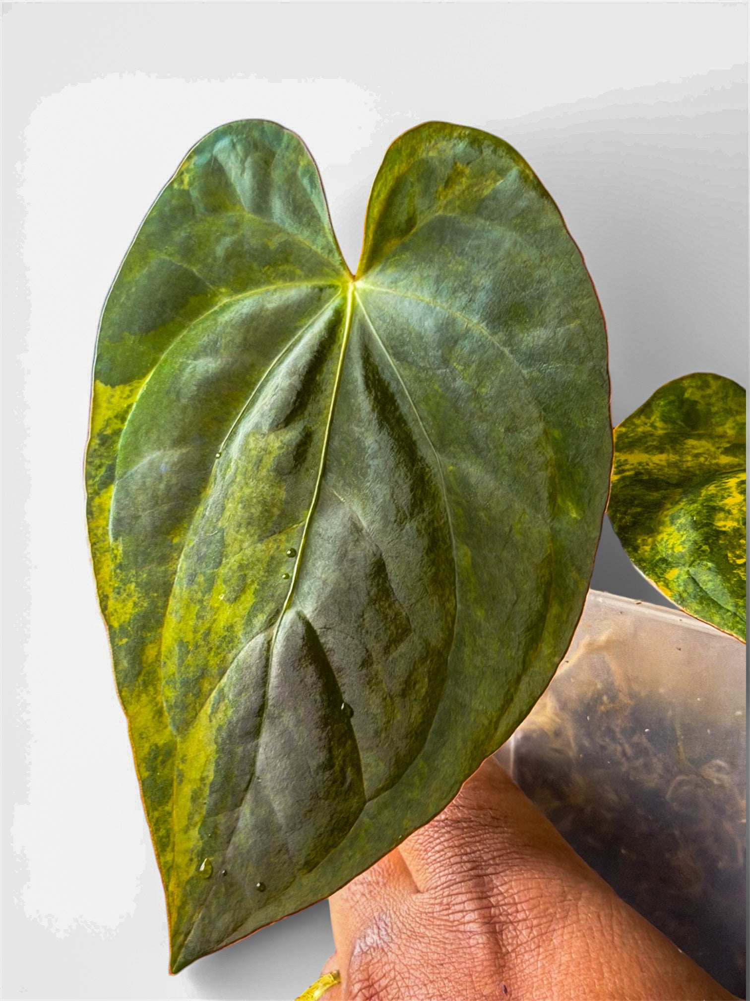 Anthurium Pap Var x Subsignatum - Offset – HappiestPlants