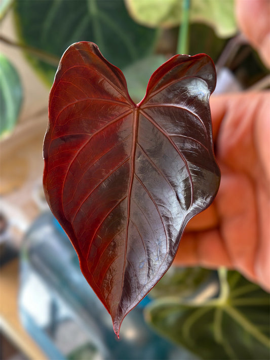 Anthurium Obsidian Butterfly x Dressleri