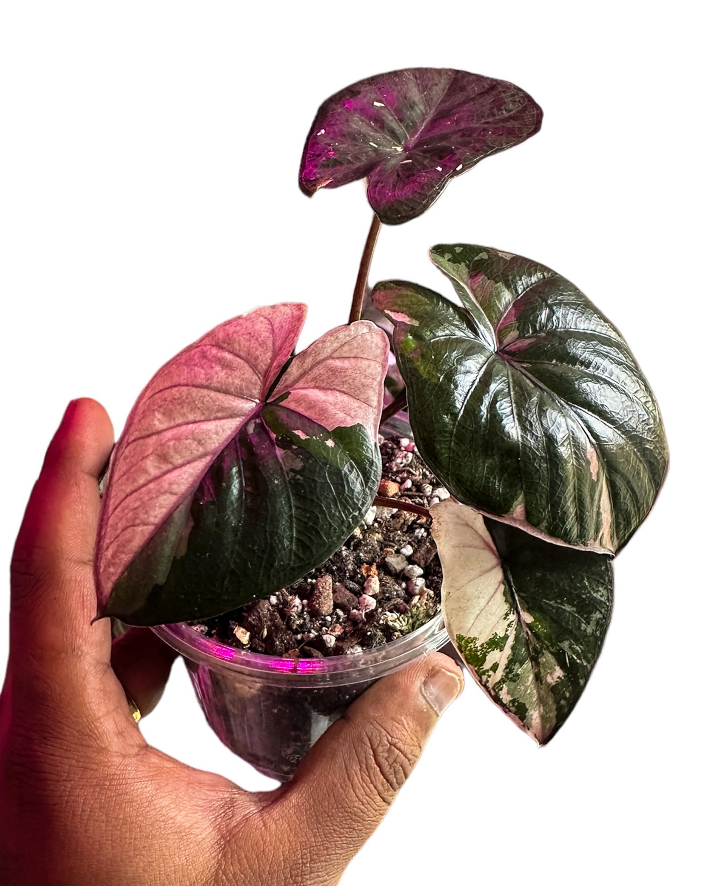 Alocasia Serendipity Variegated