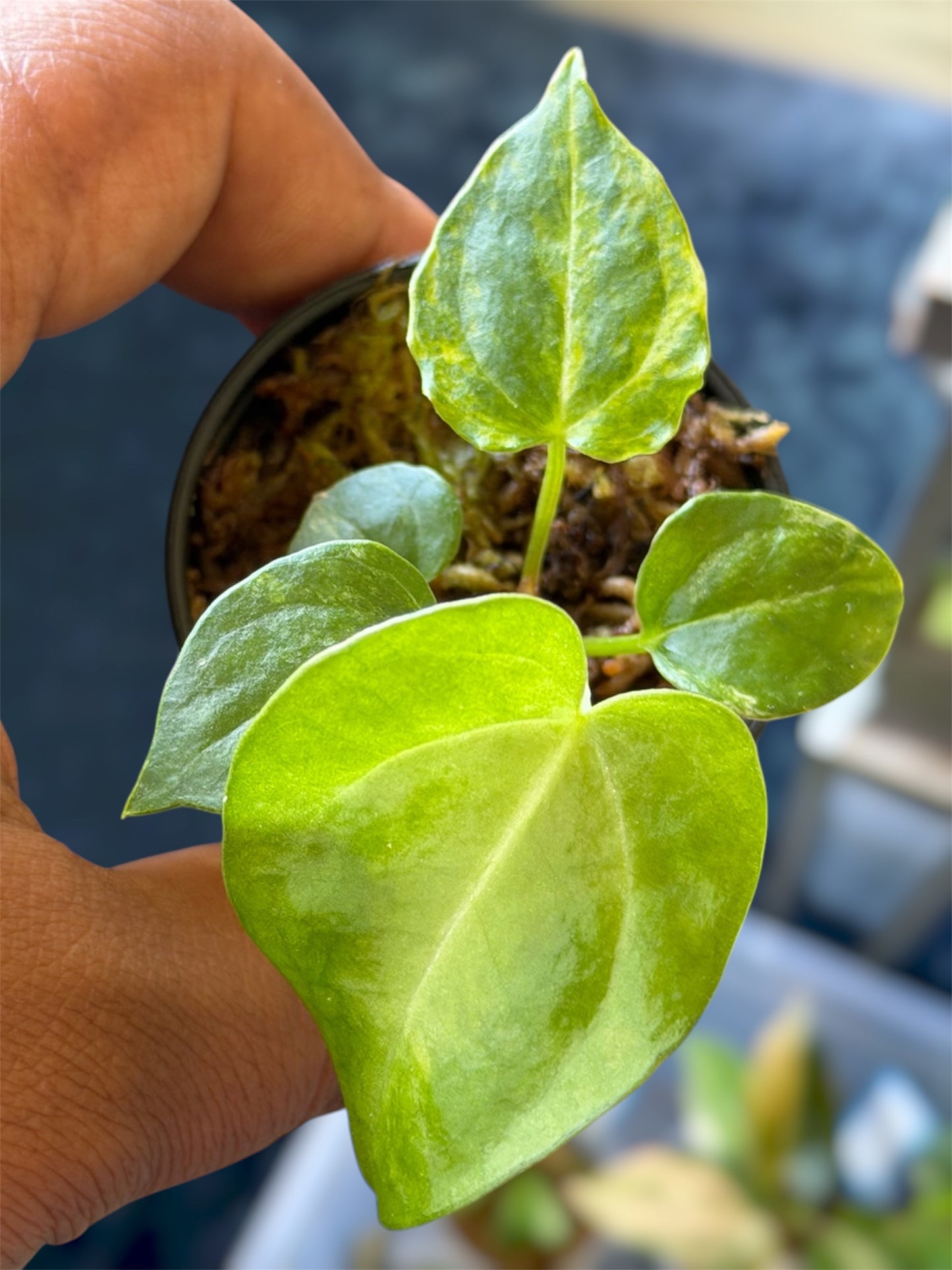 Anthurium Pap Var x Red Velvet Cake 24