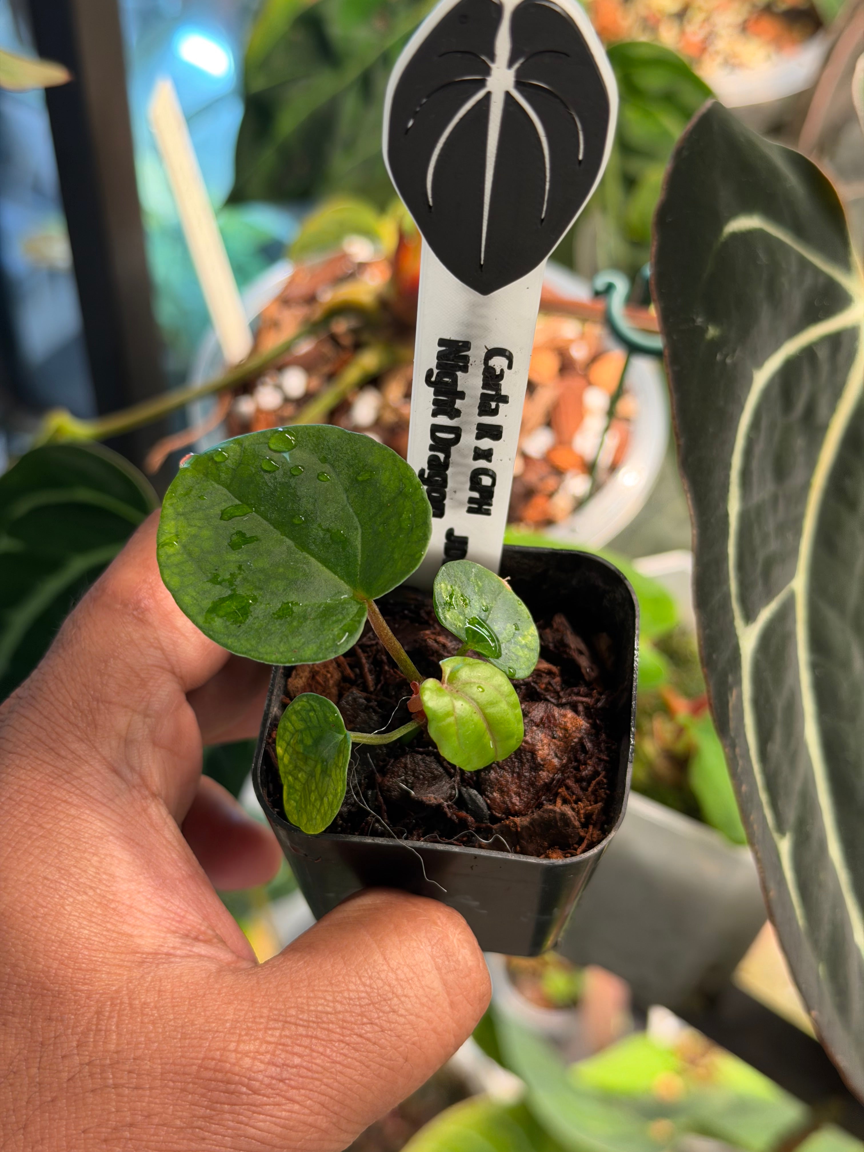 Anthurium Carlablackiae (Round x GPH001) x Night Dragon