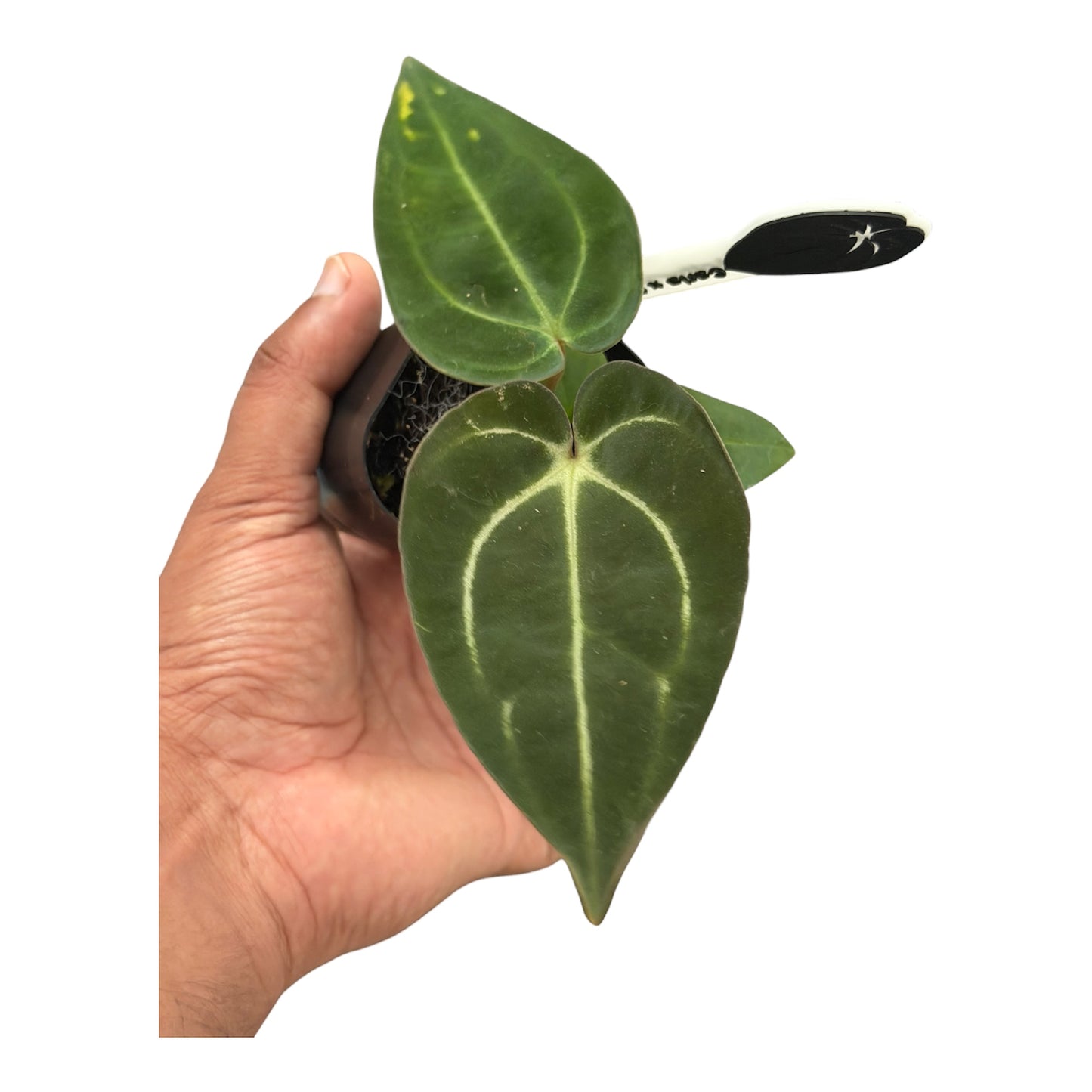 Anthurium Carlablackiae (Round x GPH-001) x (BVEP x Carlablackiae)