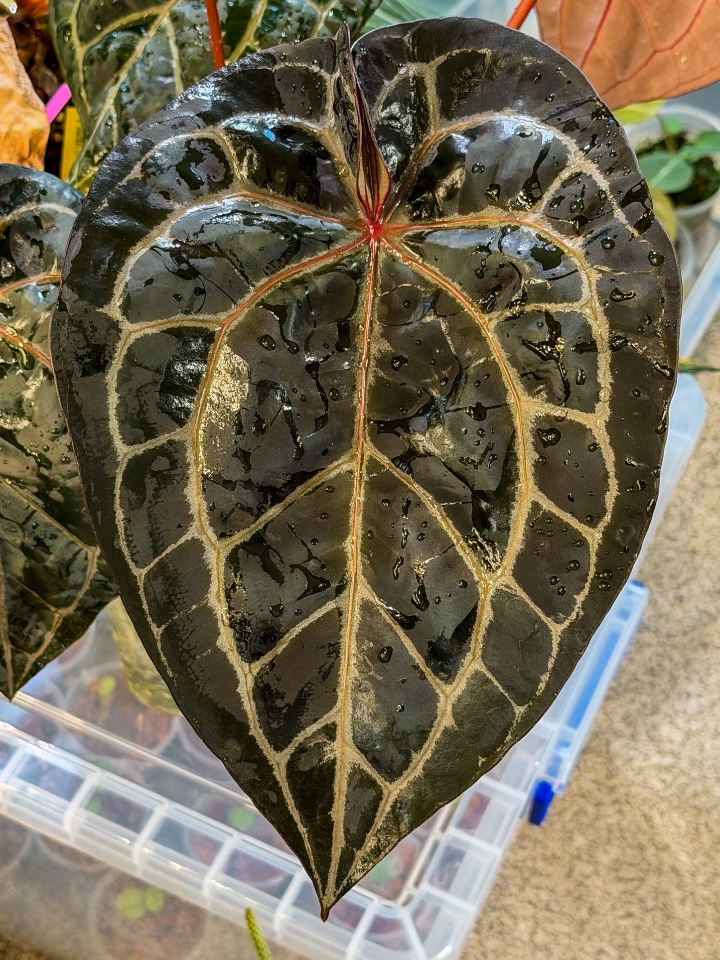 Anthurium Mem. Tim Anderson x (Pap Var x SKG Silver)