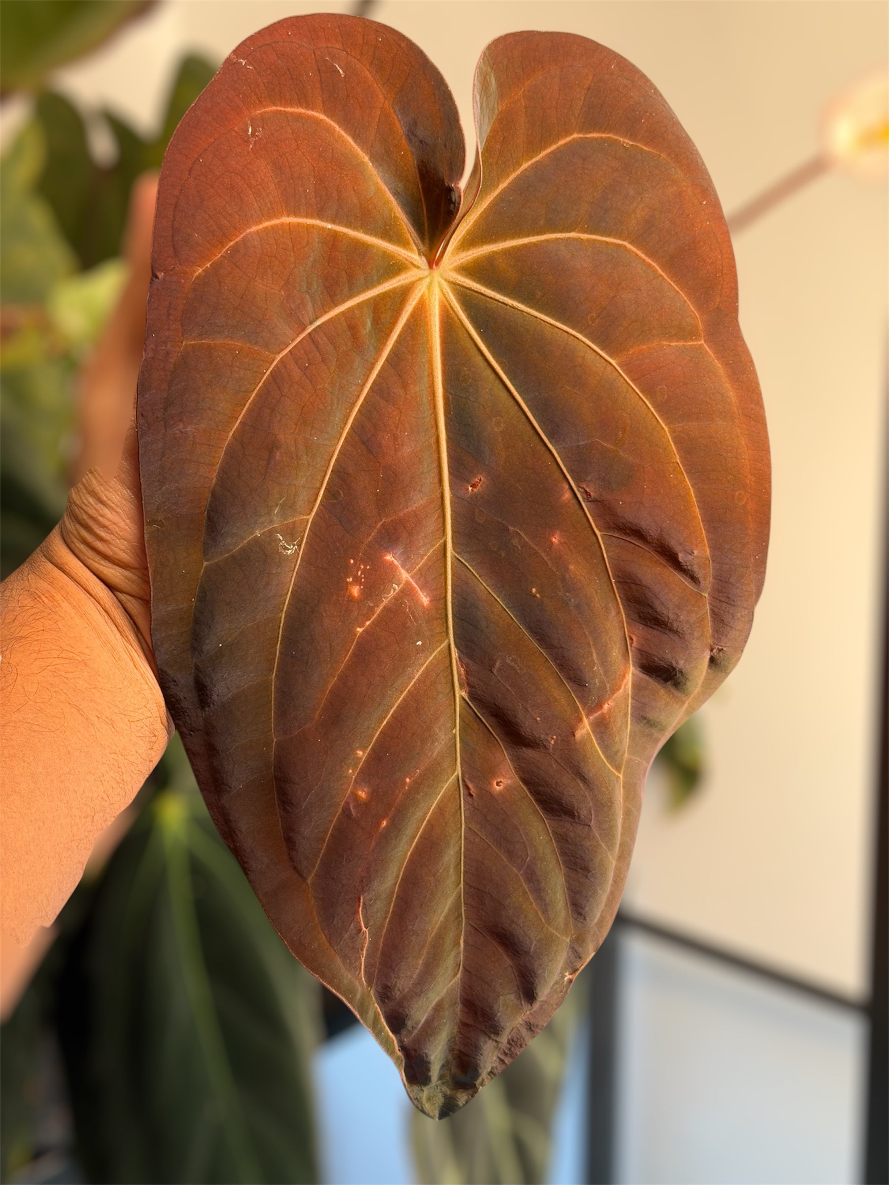 Anthurium (Pap Ree Gardens x BVEP) x (Dress Carla x BVEP