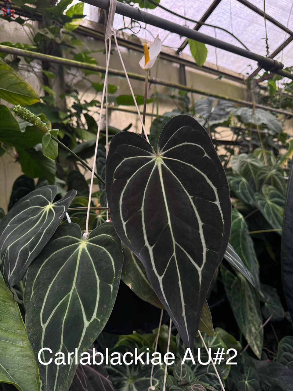 Anthurium Carlablackiae