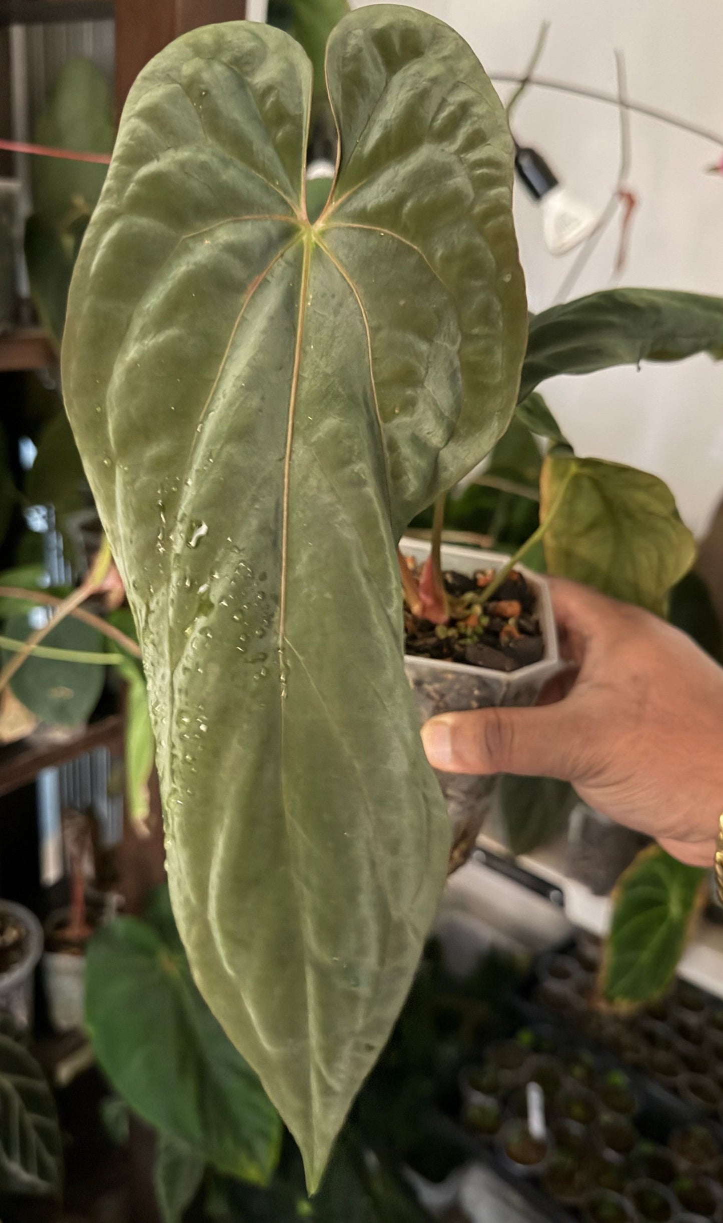 Anthurium BVEP x FSRL – Offset