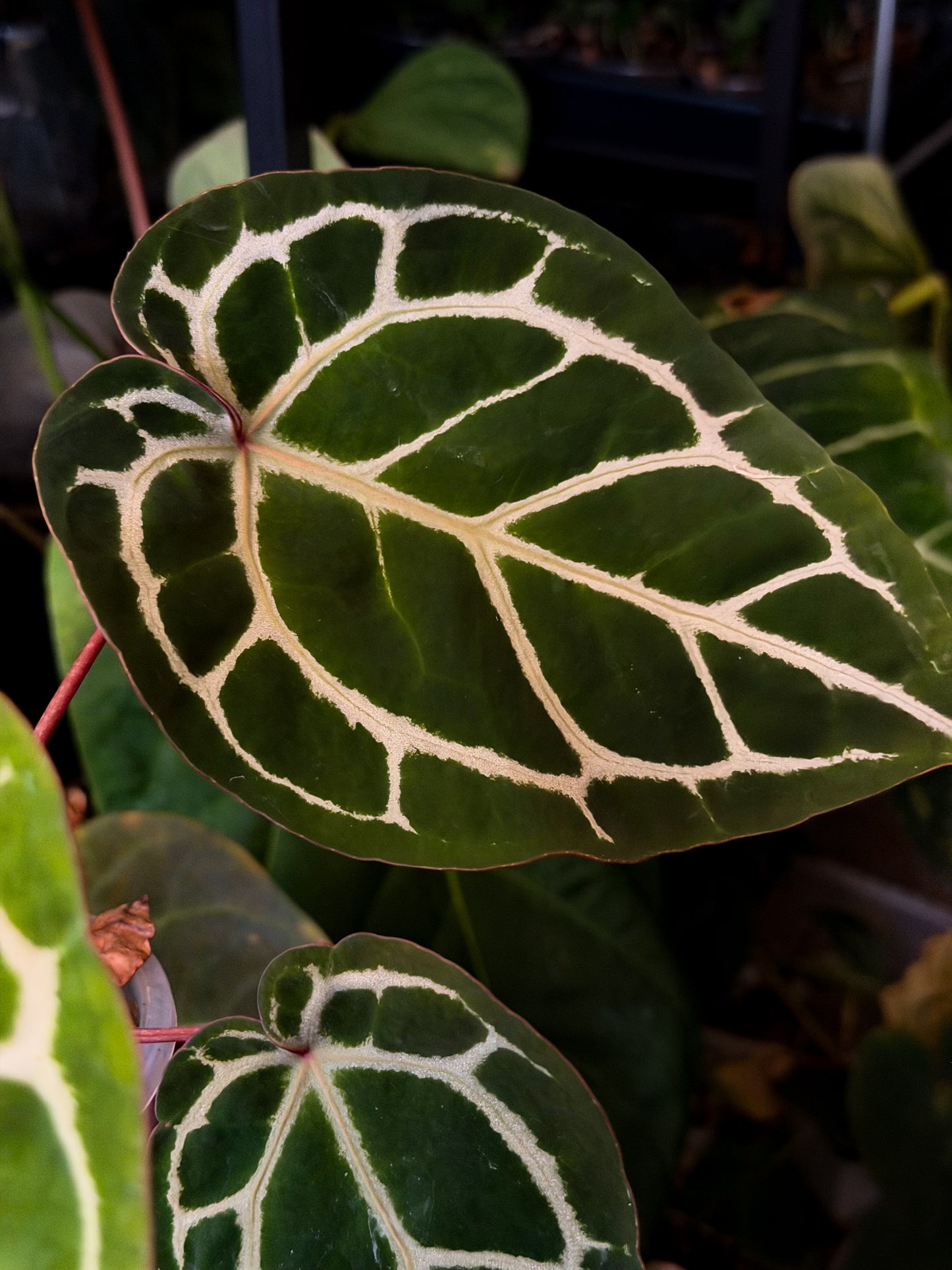 Anthurium Wonderboy x Wonderboy A