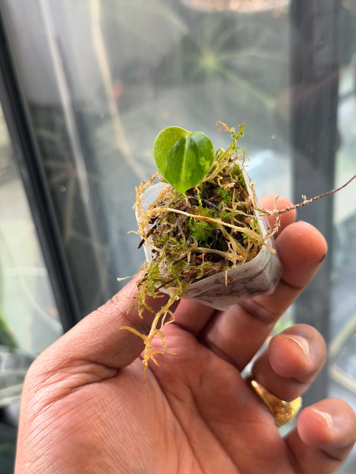 Anthurium KOS x RVDP – Variegated Seedlings