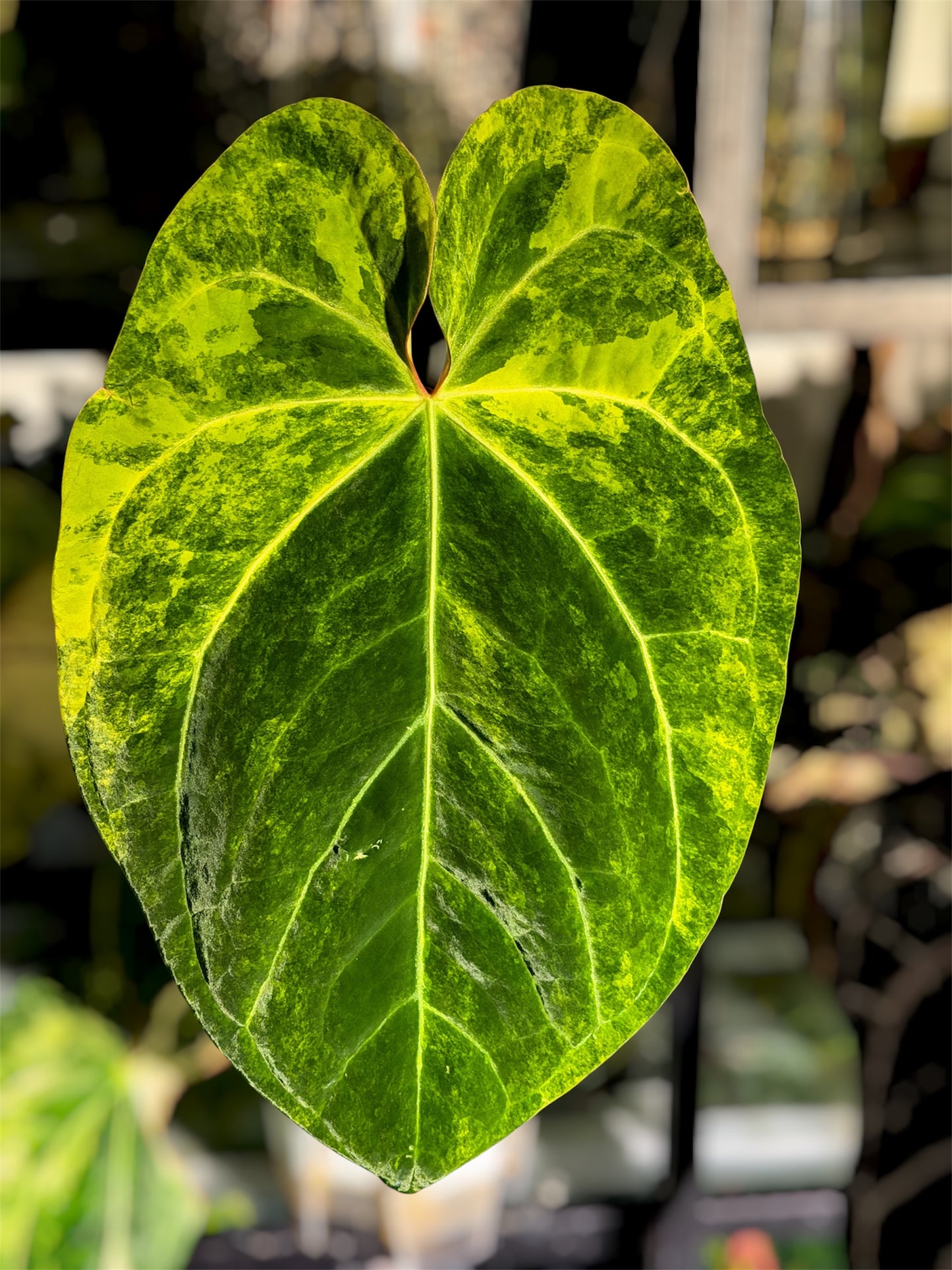 Anthurium Mem. Tim Anderson x (Pap Var x SKG Silver)