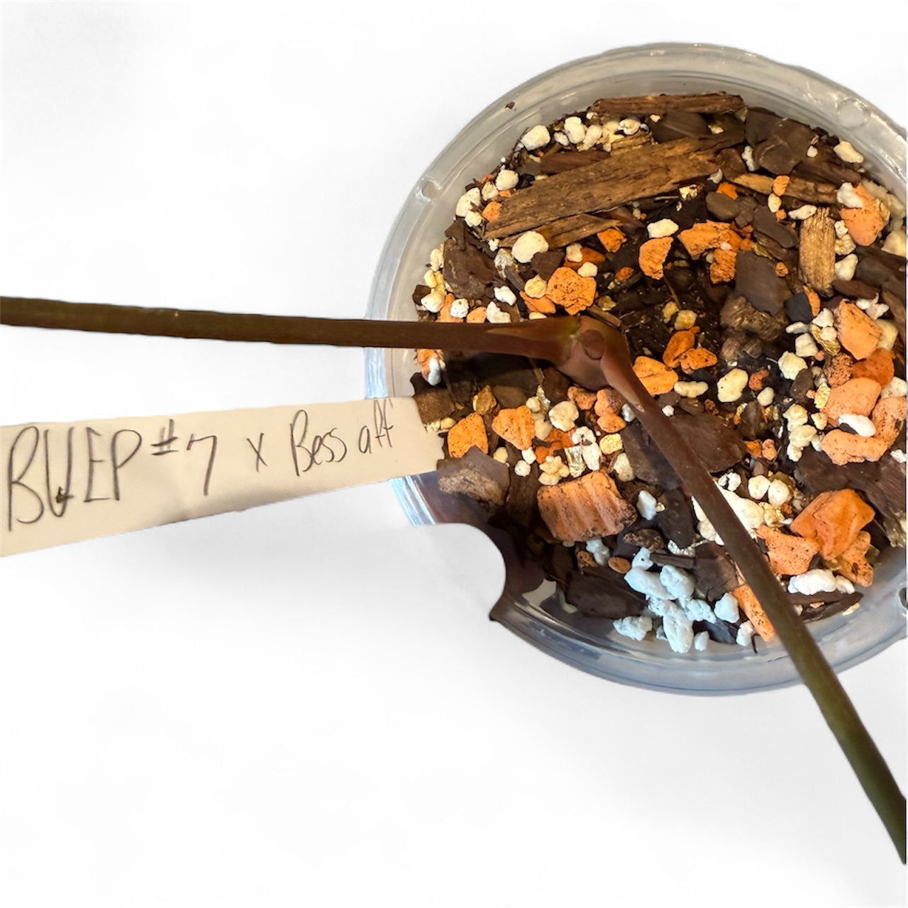 Anthurium BVEP RA7 x Besseae aff