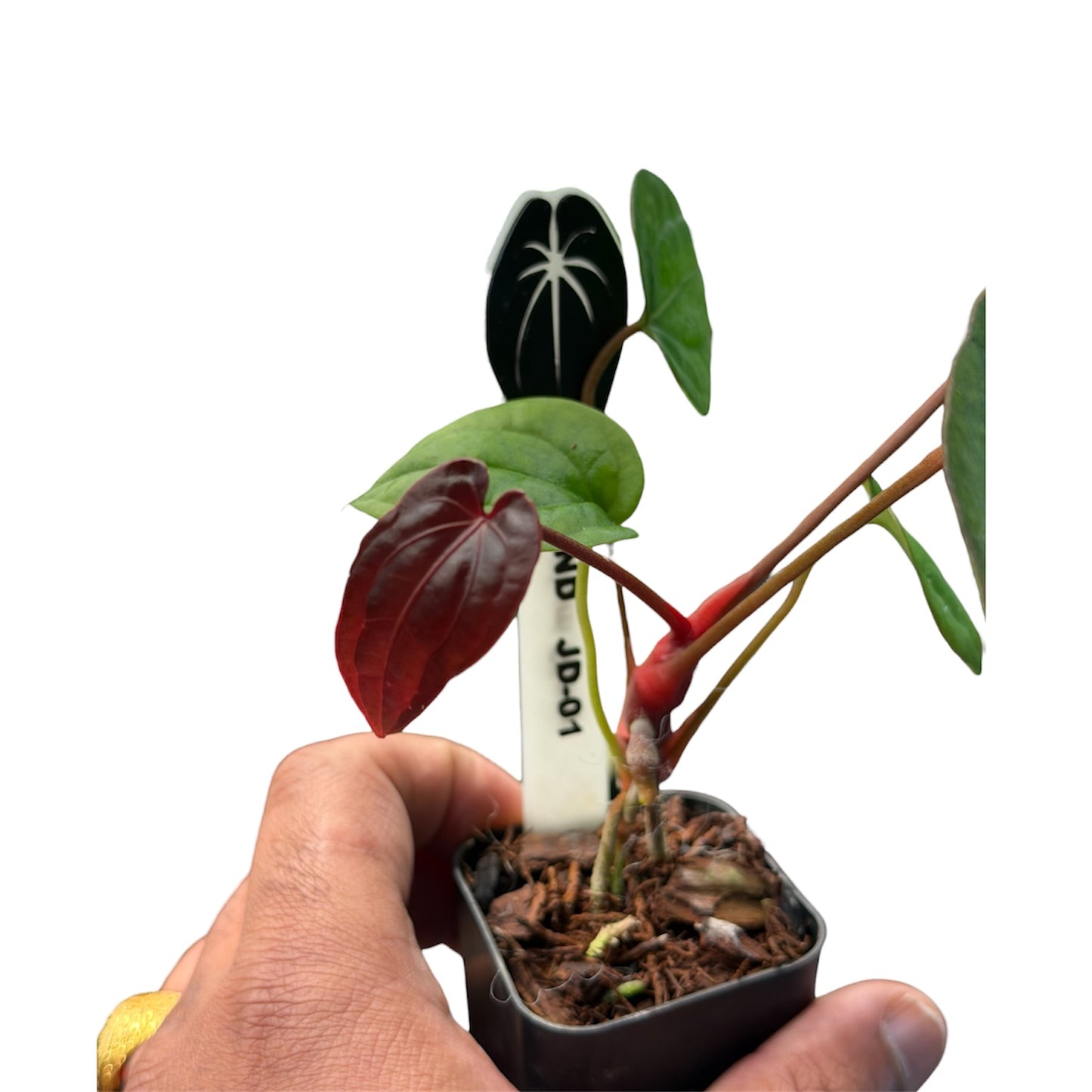 Anthurium BVEP x Night Dragon - Restock