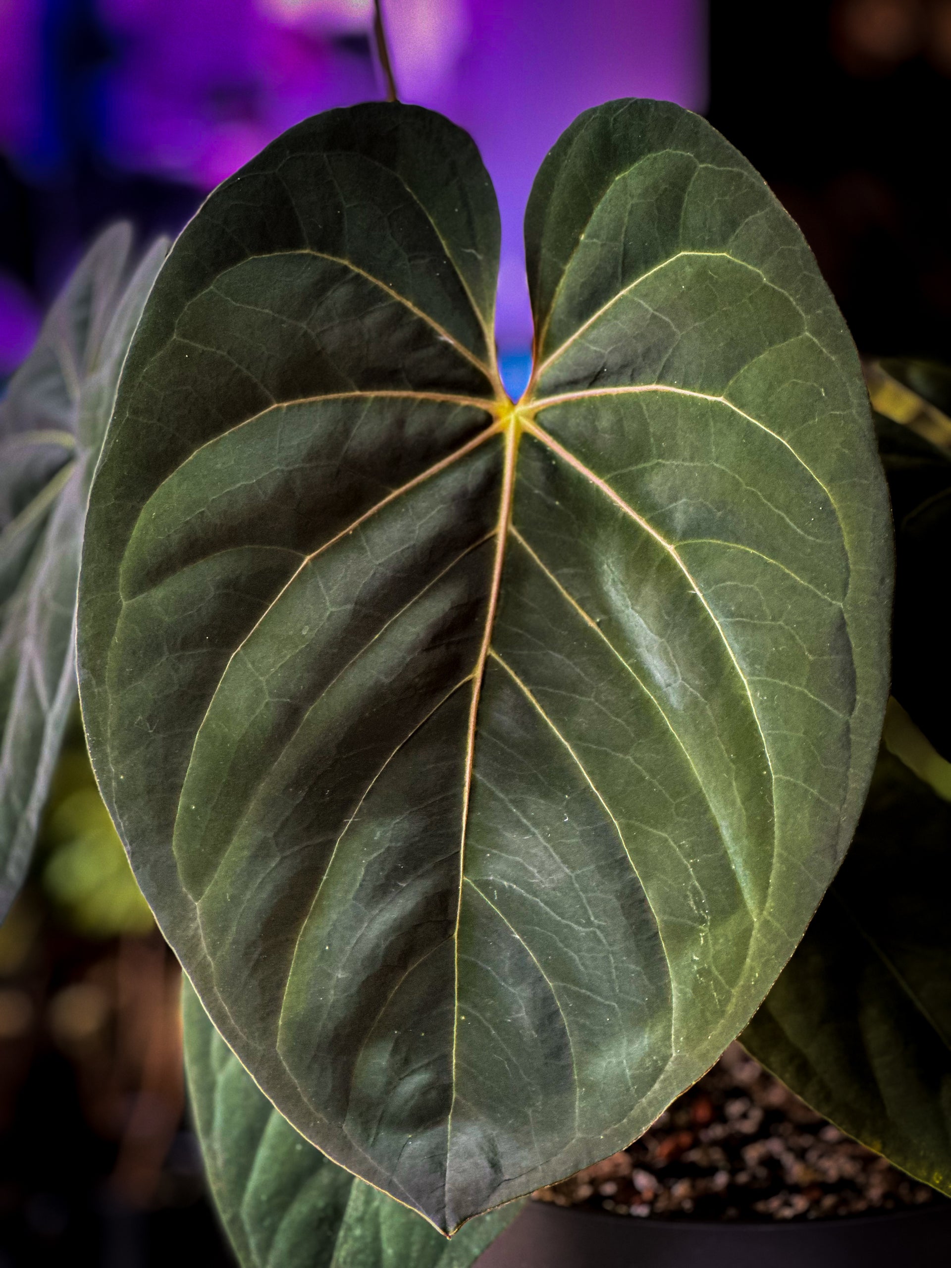 Anthurium Goliath (Darkest Panama) x Self  HappiestPlants